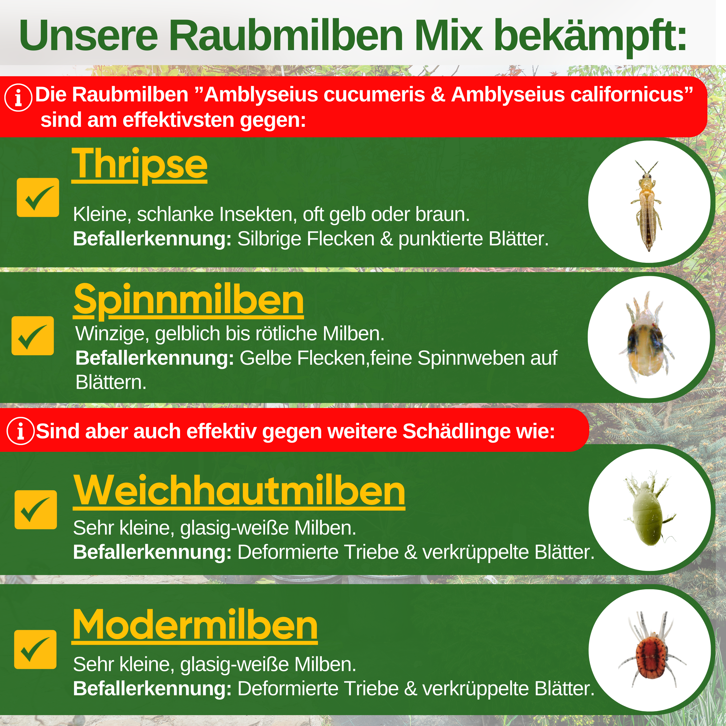 Predatory mite mix against thrips &amp; spider mites for hanging or scattering 