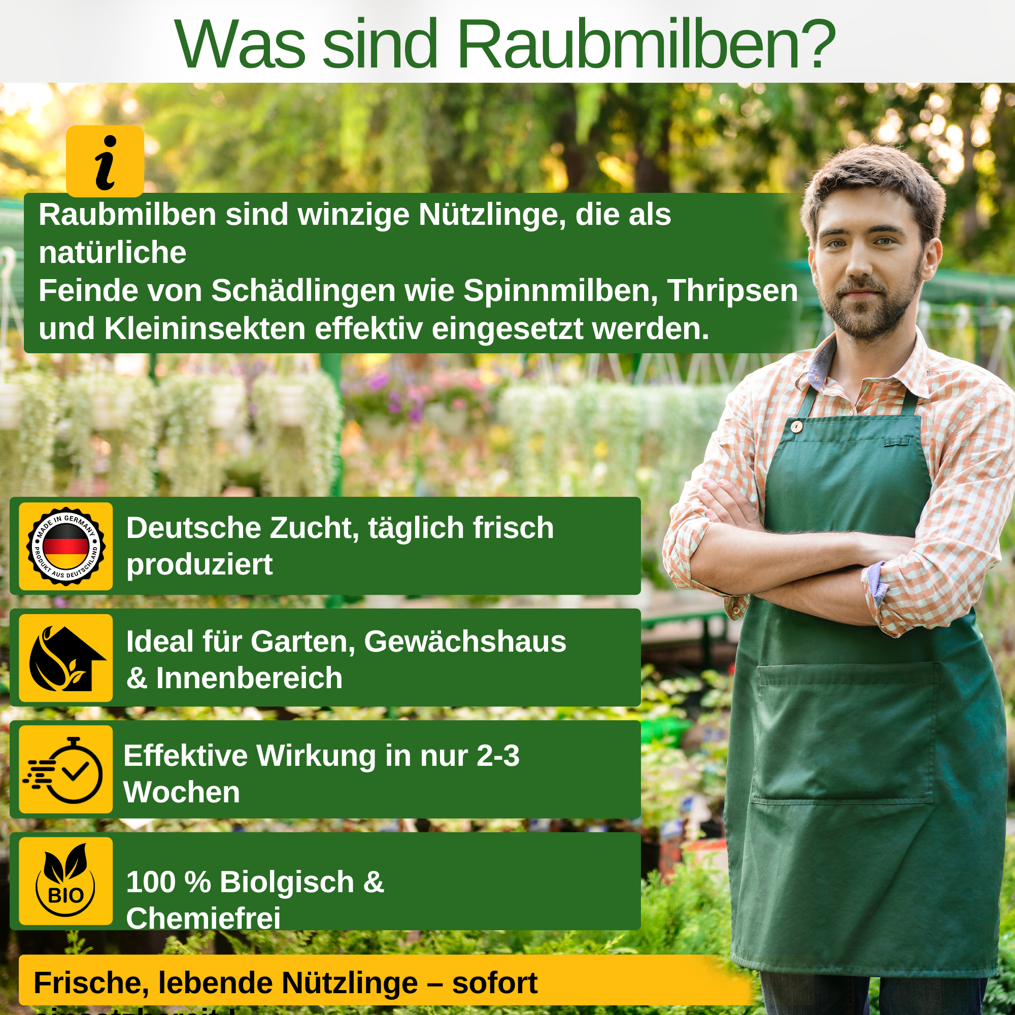 Turbo Raubmilben gegen Thripse, Spinnmilben & Weiße Fliegen