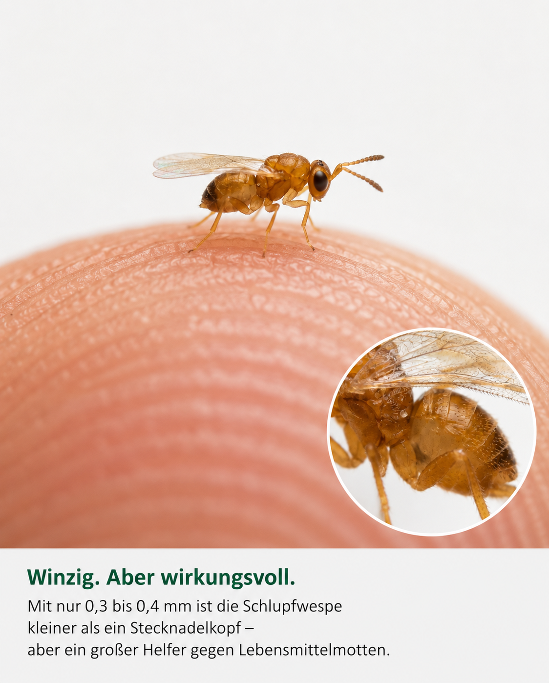 Hand hält eine Karte mit der Aufschrift Green Guardia vor einem Vorratsregal mit Einmachgläsern.