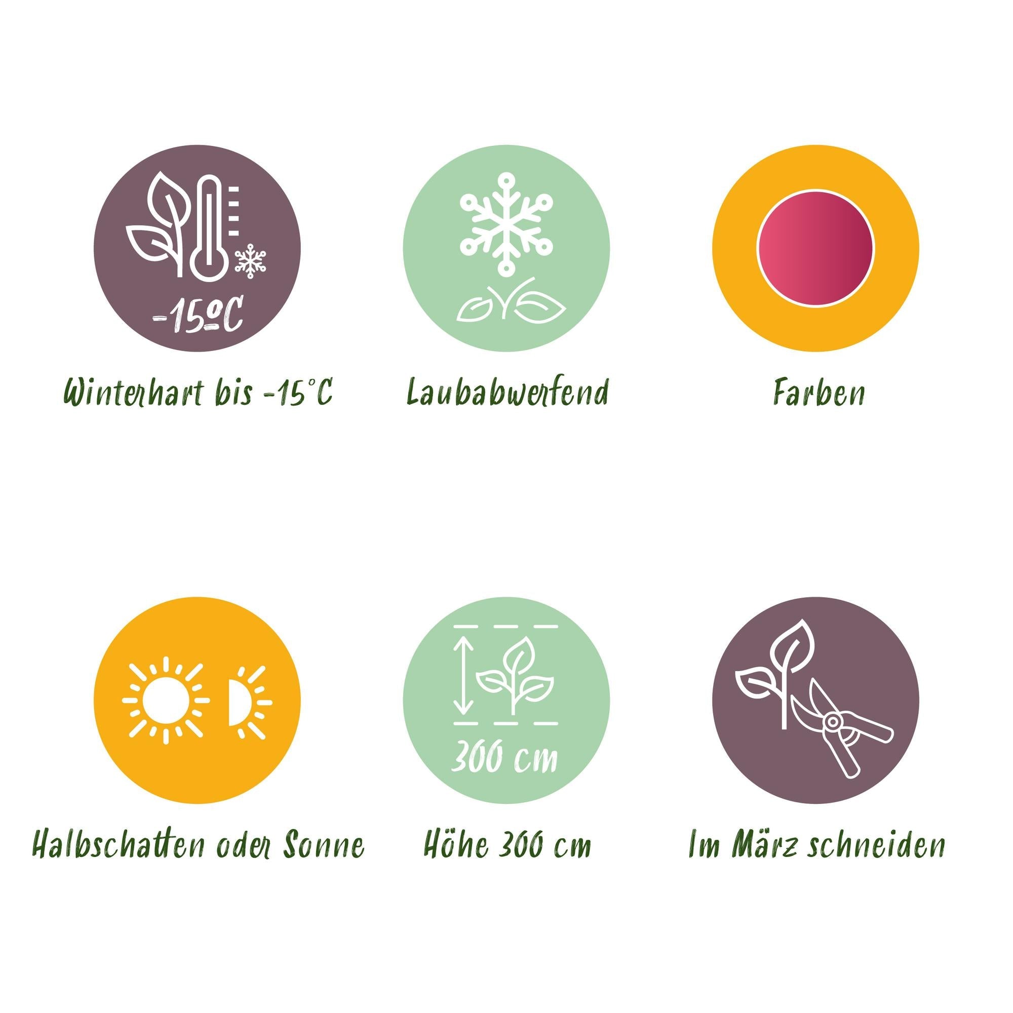 Acer Palmatum ‘Iyoshi’ – Japanischer Ahorn, laubabwerfend – 19 cm Topf, 70 cm hoch - Green Guardia - Ihr Experte für Schädlinge und Pflanzen