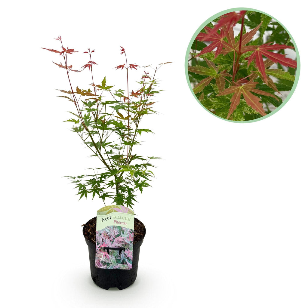 Acer Palmatum 'Phoenix' – Japanese maple, deciduous – 19 cm pot, 70 cm
