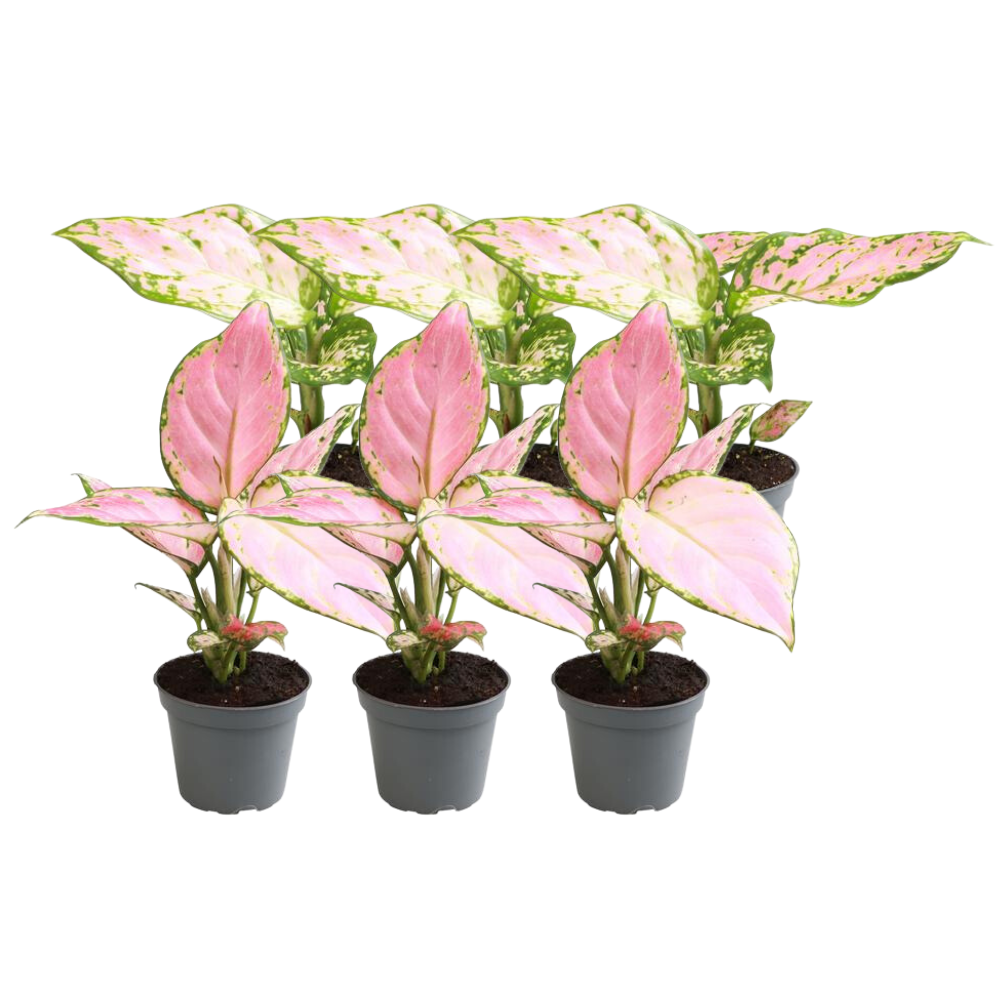 Aglaonema ‘Red Valentine’ & Aglaonema ‘Red Zirkon’ – 6 Pflanzen - Green Guardia - Ihr Experte für Schädlinge und Pflanzen
