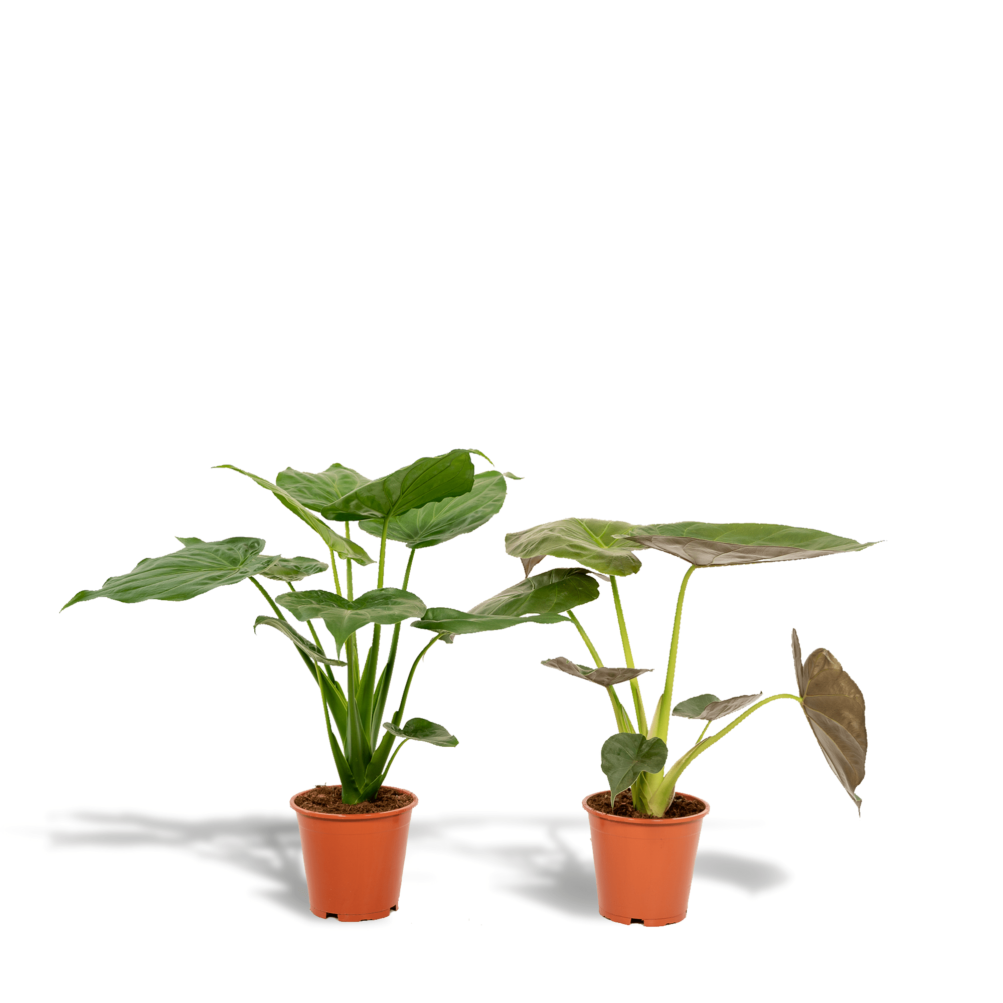 Alocasia cucullata & Alocasia wentii – Elefantenohr – 2 Pflanzen – 19 cm Topf, 60 cm hoch - Green Guardia - Ihr Experte für Schädlinge und Pflanzen