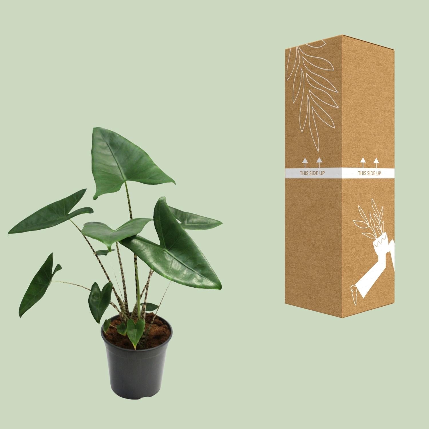 Alocasia Zebrina – Zebraleiter - Pfeilblatt - 75 - 80 cm - Green Guardia - Ihr Experte für Schädlinge und Pflanzen