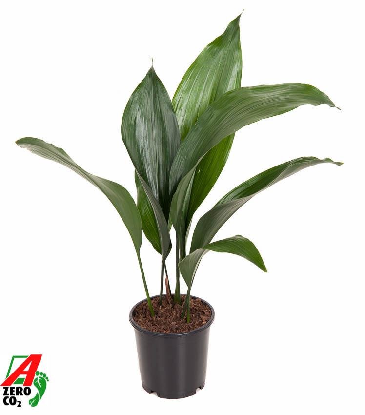 Aspidistra elatior – Schusterpalme – 13 cm Topf, 50 cm hoch - Green Guardia - Ihr Experte für Schädlinge und Pflanzen