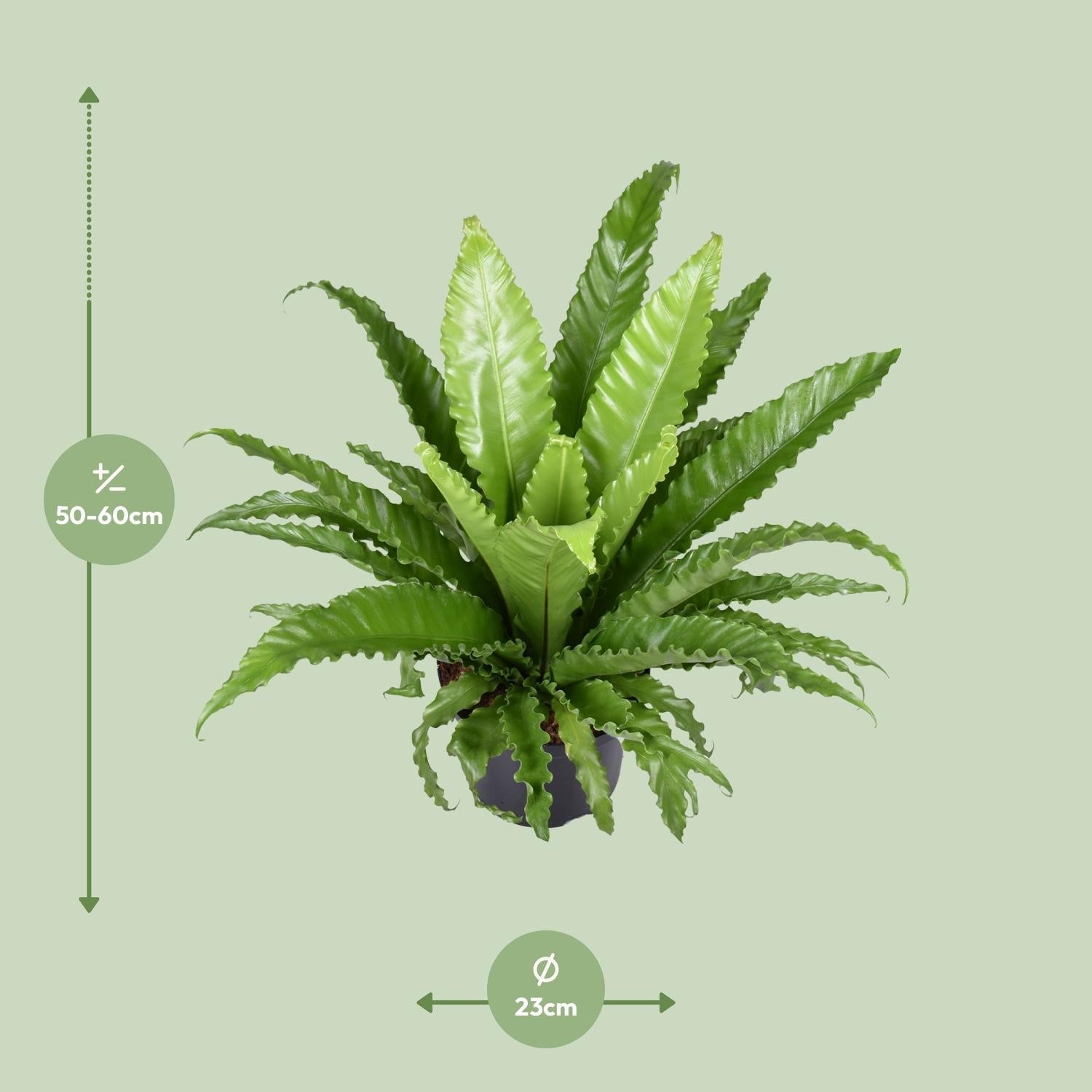 Asplenium antiquum ‘Osaka’ – Nestfarn – 23 cm Topf, 40 - 60 cm hoch - Green Guardia - Ihr Experte für Schädlinge und Pflanzen