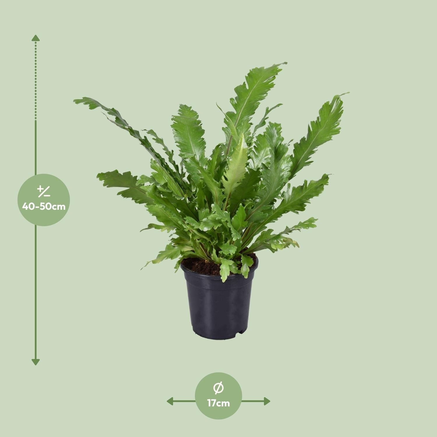 Asplenium nidus – Nestfarn – verschiedene Größen - 35 - 60 cm hoch - Green Guardia - Ihr Experte für Schädlinge und Pflanzen