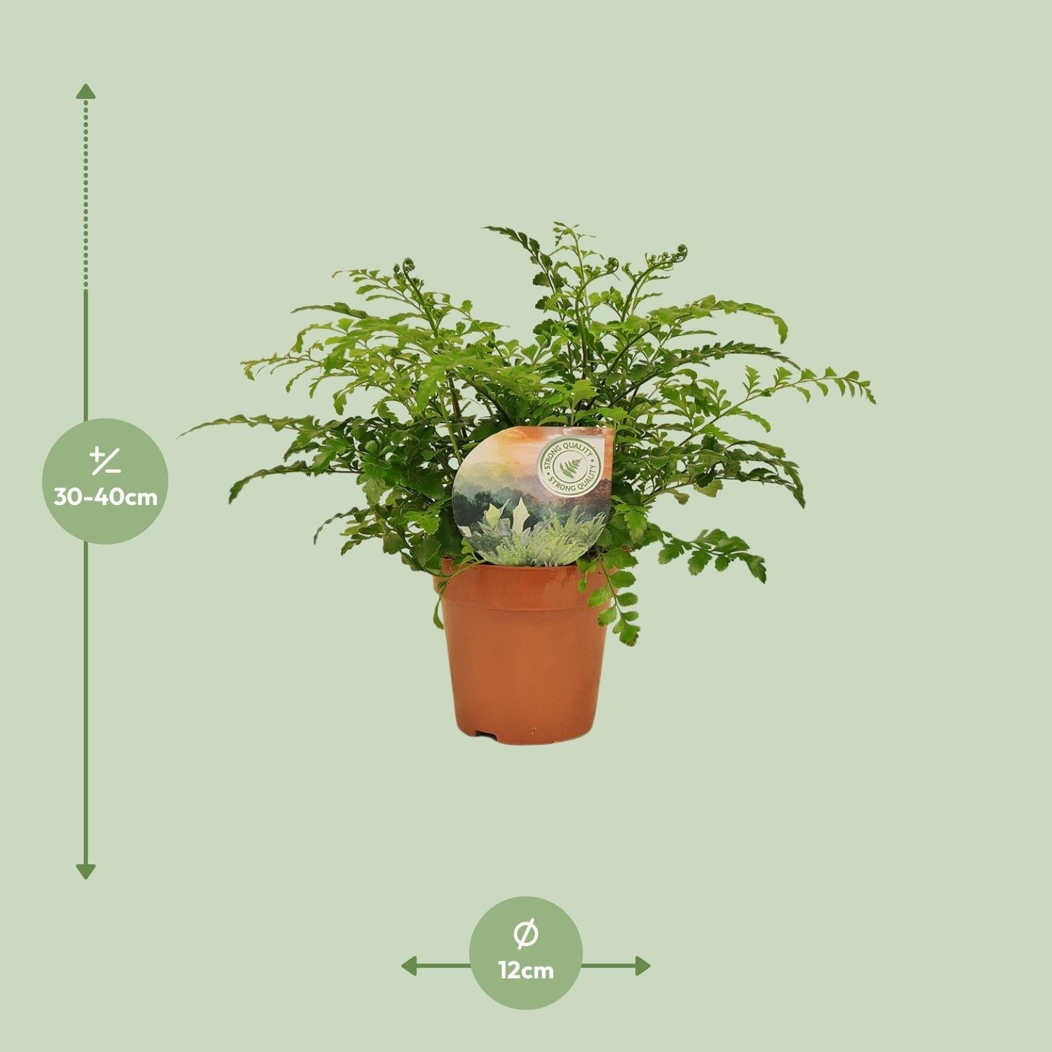 Asplenium ‘Parvati’ – Nestfarn – verschiedene Größen - 25 - 30 cm hoch - Green Guardia - Ihr Experte für Schädlinge und Pflanzen