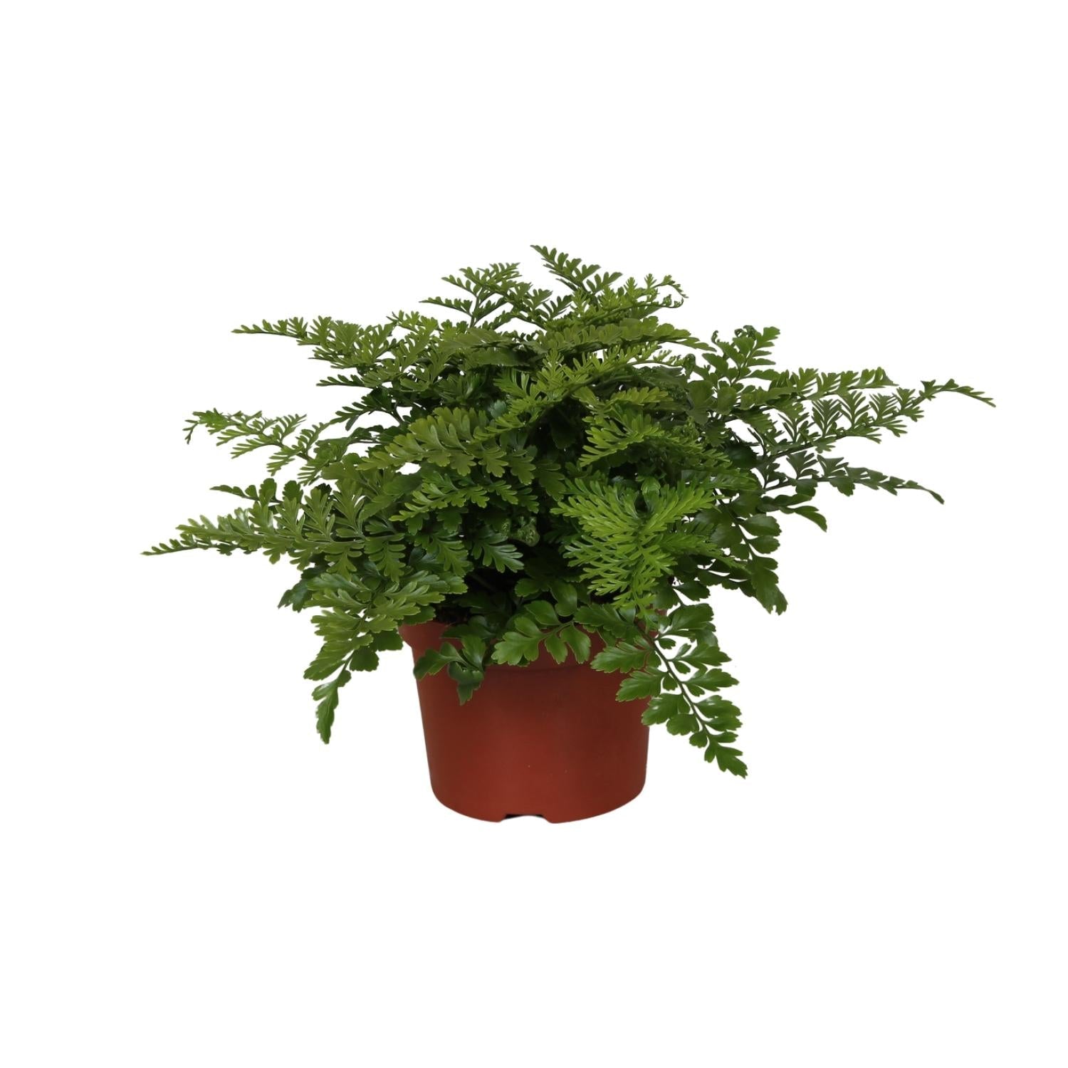 Asplenium ‘Parvati’ – Nestfarn – verschiedene Größen - 25 - 30 cm hoch - Green Guardia - Ihr Experte für Schädlinge und Pflanzen