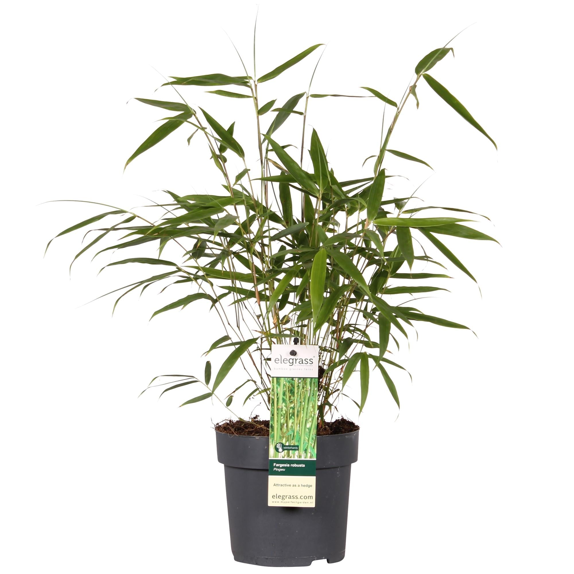 Bambus ‘Pingwu’ – winterharte Fargesia robusta, 14 cm Topf, 40 cm hoch - Green Guardia - Ihr Experte für Schädlinge und Pflanzen