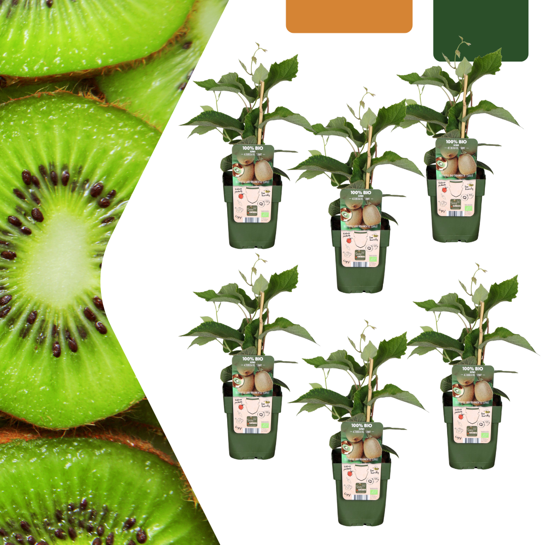 Bio - Kiwi – Jungpflanze im 13 cm Topf, ca. 20 cm hoch - Green Guardia - Ihr Experte für Schädlinge und Pflanzen