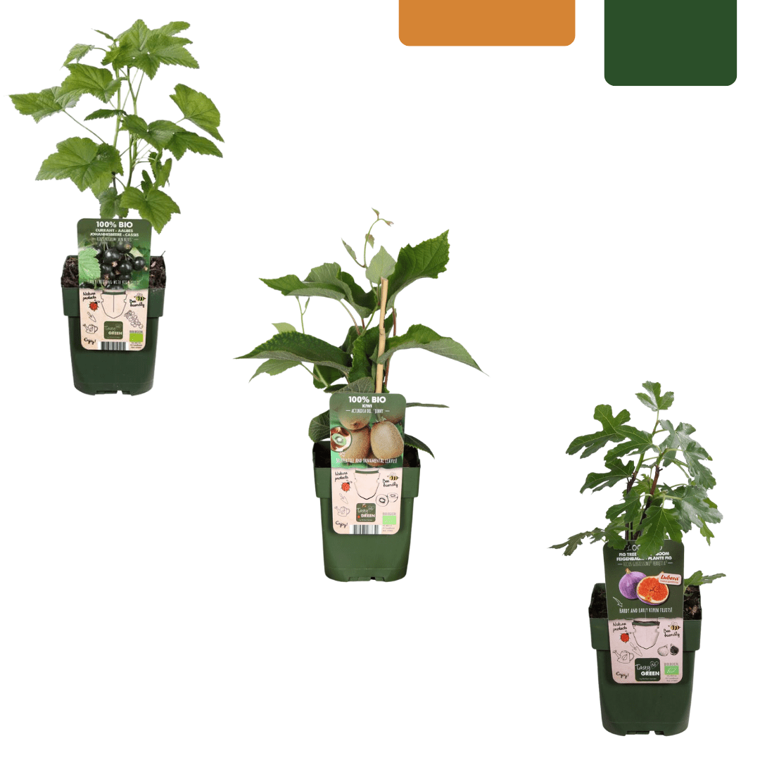 BIO Obstpflanzen - Set „Süße Ernte Trio“ – drei verschiedene Sorten - Green Guardia - Ihr Experte für Schädlinge und Pflanzen