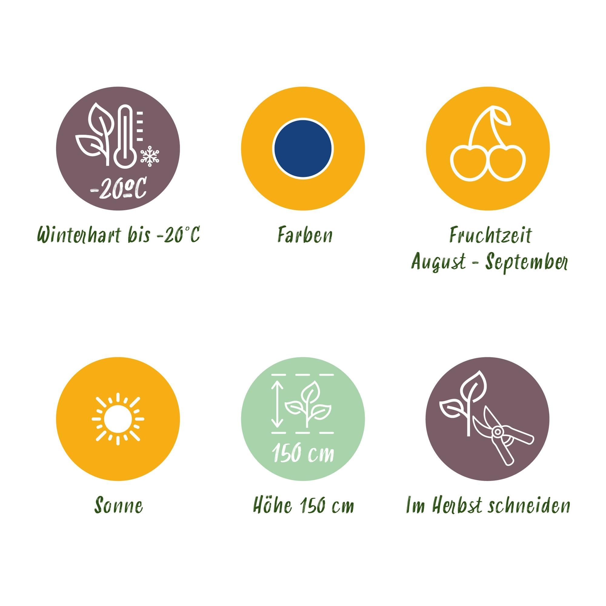 Blaubeere „Early Black“ (Vaccinium macrophylla) – winterhart, 3 Pflanzen im 9 cm Topf - Green Guardia - Ihr Experte für Schädlinge und Pflanzen