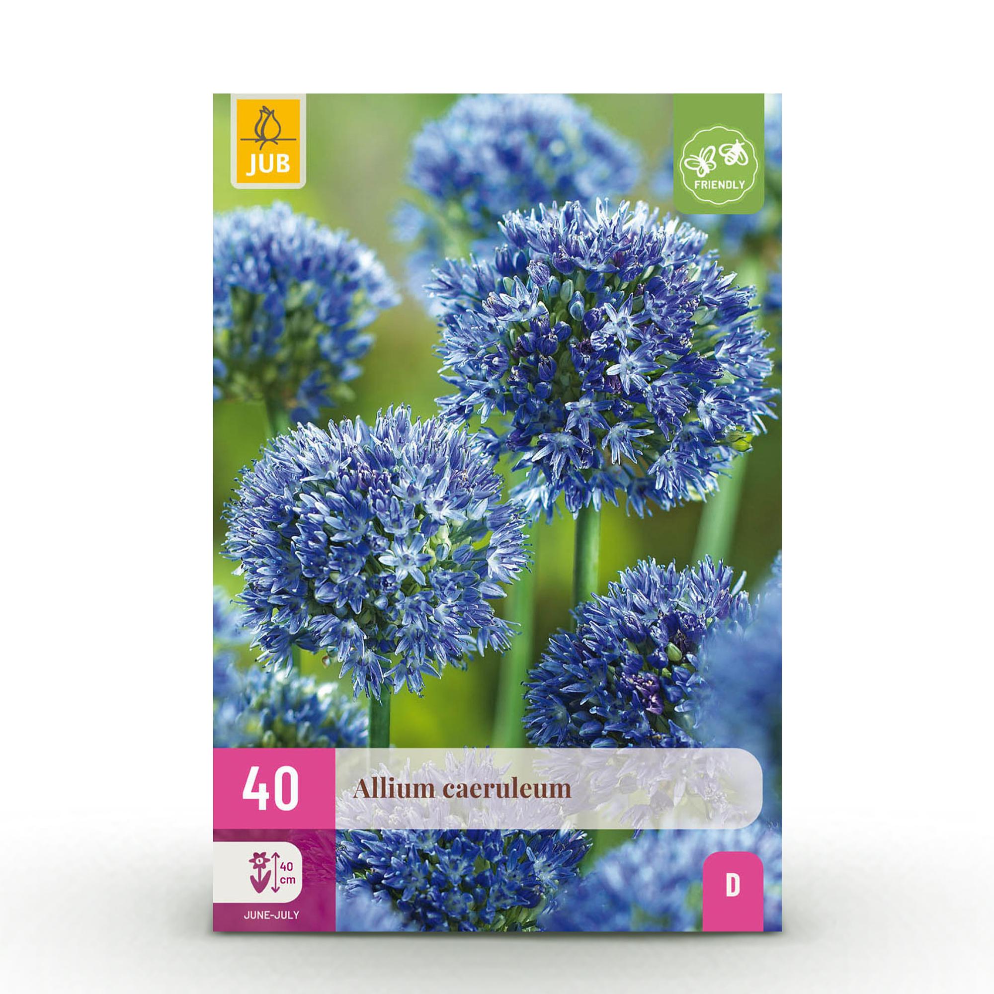 Blumenzwiebeln – Allium caeruleum – winterhart & mehrjährig – blau – 40 Stück – Zwiebelgröße 4/5 – XXL Pack - Green Guardia - Ihr Experte für Schädlinge und Pflanzen