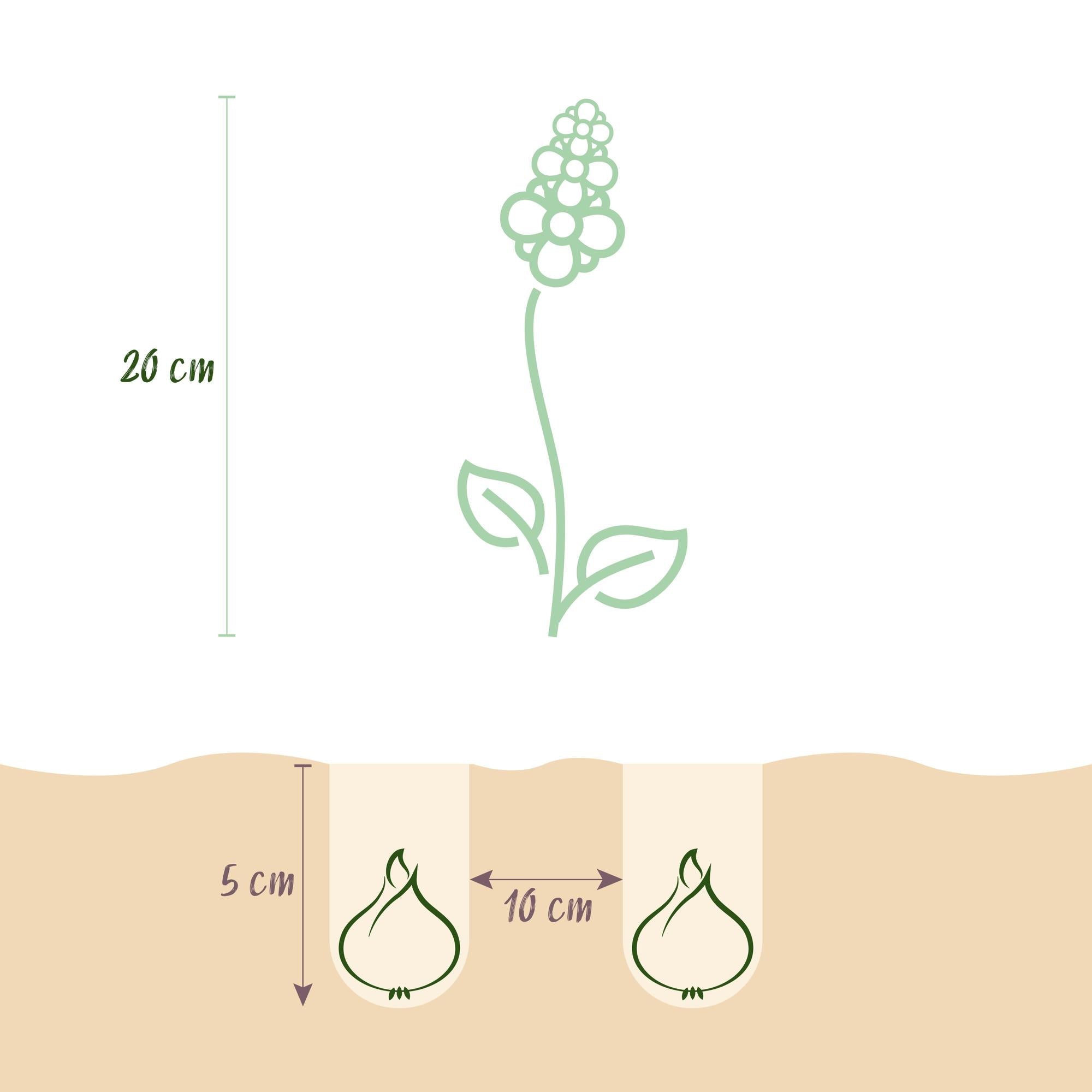 Blumenzwiebeln – Corydalis ‘Beth Evans’ – winterhart & mehrjährig – weiß & lila – 20 Stück – Zwiebelgröße 6/7 – XXL Pack - Green Guardia - Ihr Experte für Schädlinge und Pflanzen