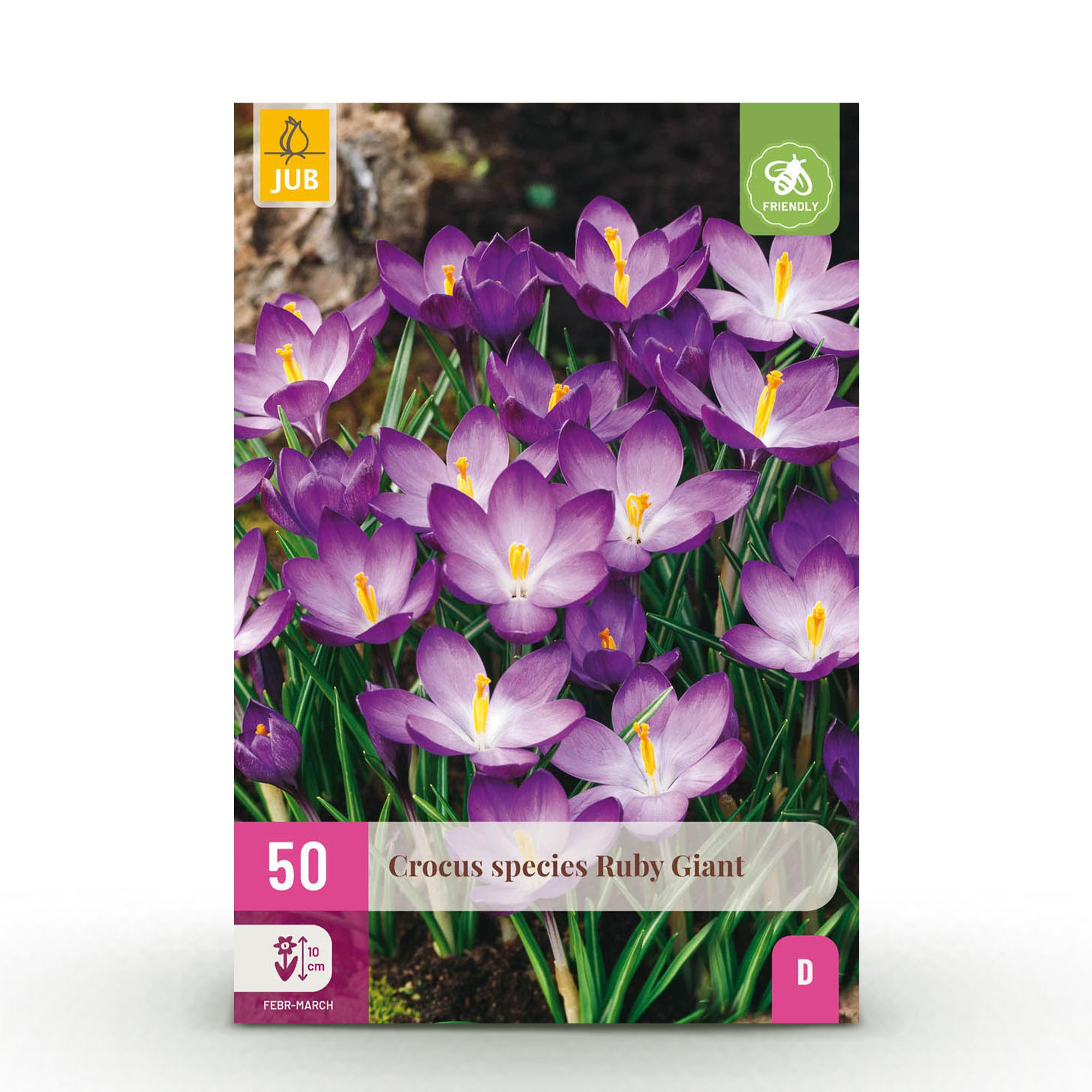 Blumenzwiebeln – Crocus ‘Ruby Giant’ – winterhart & mehrjährig – lila – 50 Stück – Zwiebelgröße 5/6 – XXL Pack - Green Guardia - Ihr Experte für Schädlinge und Pflanzen