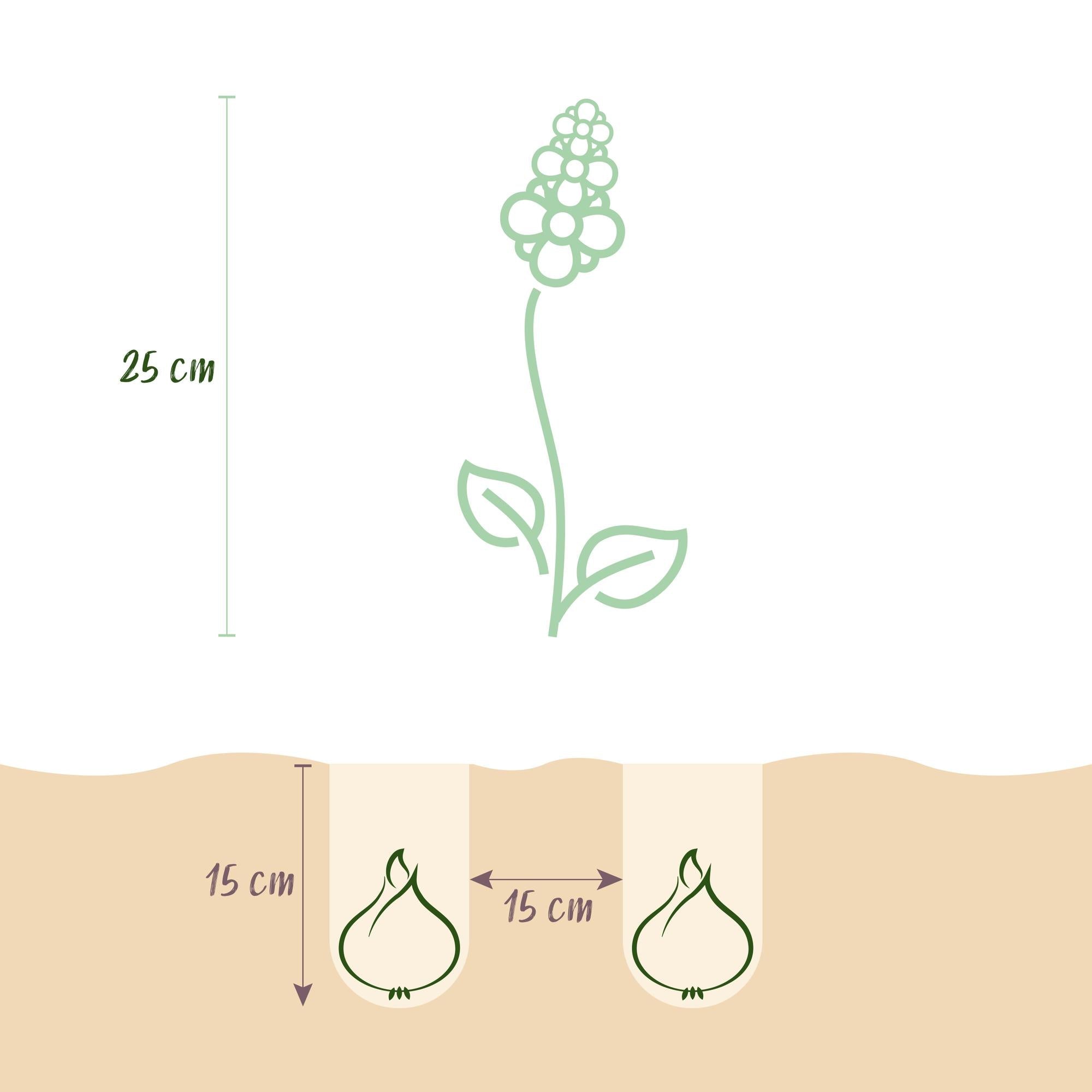 Blumenzwiebeln – Hyazinthenmix – winterhart & mehrjährig – verschiedene Farben – 10 Stück – Zwiebelgröße 14/15 – XXL Pack - Green Guardia - Ihr Experte für Schädlinge und Pflanzen