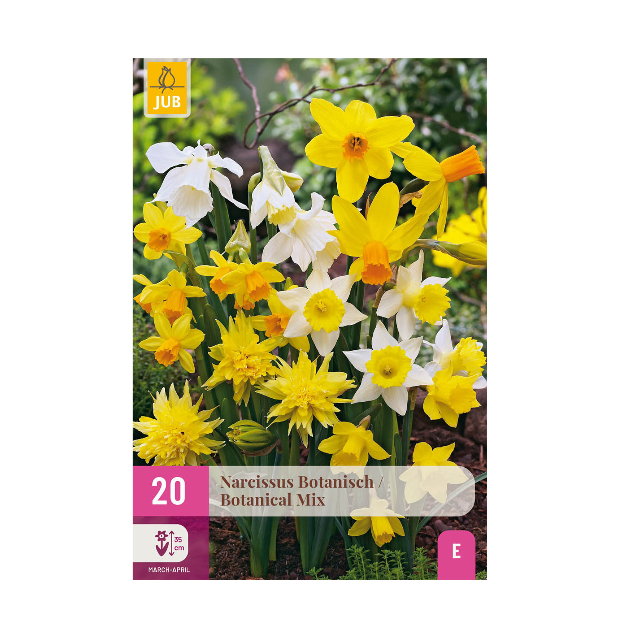 Blumenzwiebeln – Narcissus Botanical Mix – winterhart & mehrjährig – gelb & weiß – 20 Stück – Zwiebelgröße 10/12 – XXL Pack - Green Guardia - Ihr Experte für Schädlinge und Pflanzen