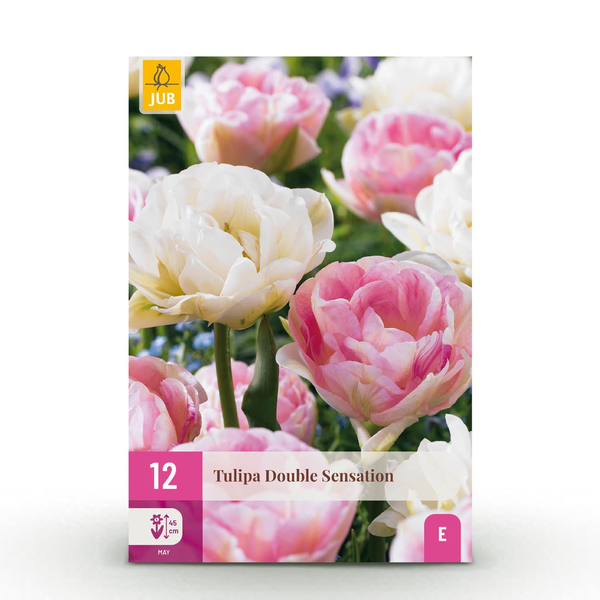 Blumenzwiebeln – Tulpe ‘Double Sensation’ – winterhart & mehrjährig – weiß & rosa – 12 Stück – Zwiebelgröße 11/12 – XXL Pack - Green Guardia - Ihr Experte für Schädlinge und Pflanzen