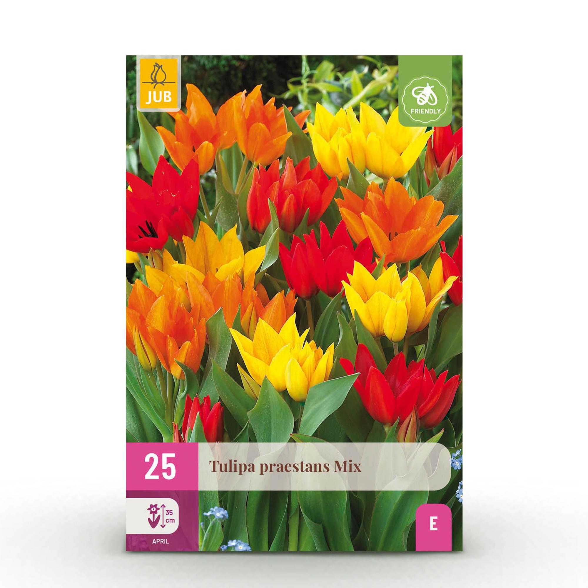 Blumenzwiebeln – Tulpe Praestans Mix – winterhart & mehrjährig – verschiedene Farben – 25 Stück – Zwiebelgröße 8/9 – XXL Pack - Green Guardia - Ihr Experte für Schädlinge und Pflanzen
