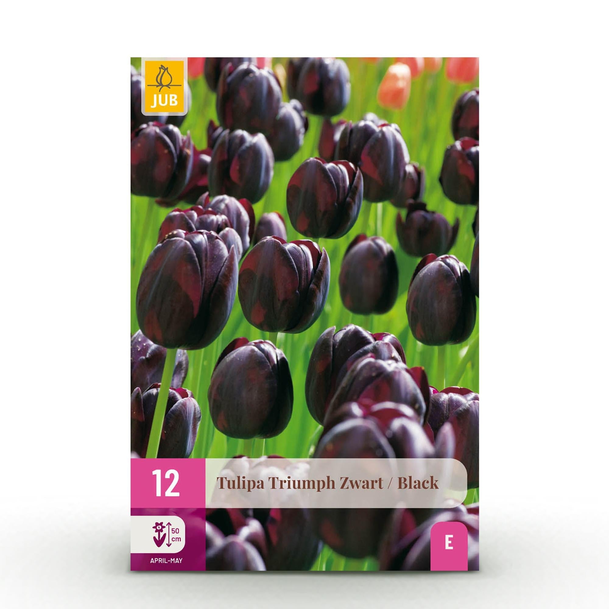 Blumenzwiebeln – Tulpe Triumph ‘Black’ – winterhart & mehrjährig – dunkel lila – 12 Stück – Zwiebelgröße 11/12 – XXL Pack - Green Guardia - Ihr Experte für Schädlinge und Pflanzen