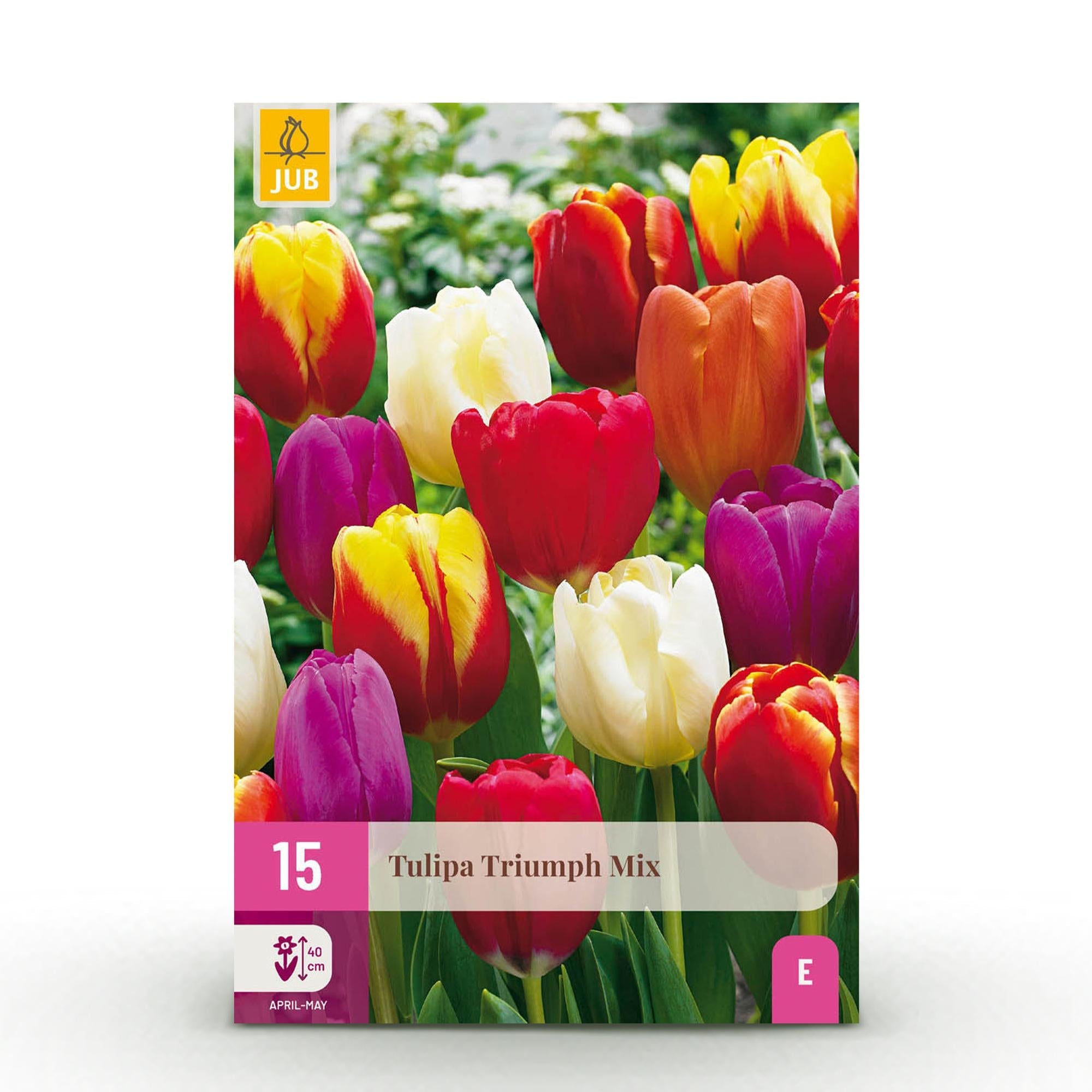 Blumenzwiebeln – Tulpe Triumph Mix – winterhart & mehrjährig – verschiedene Farben – 15 Stück – Zwiebelgröße 11/12 – XXL Pack - Green Guardia - Ihr Experte für Schädlinge und Pflanzen