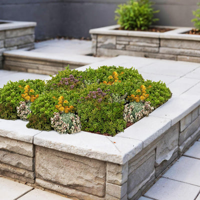 Bodendecker - Matte aus 10 Sedum - Arten – winterhart, 50 × 30 cm - Green Guardia - Ihr Experte für Schädlinge und Pflanzen