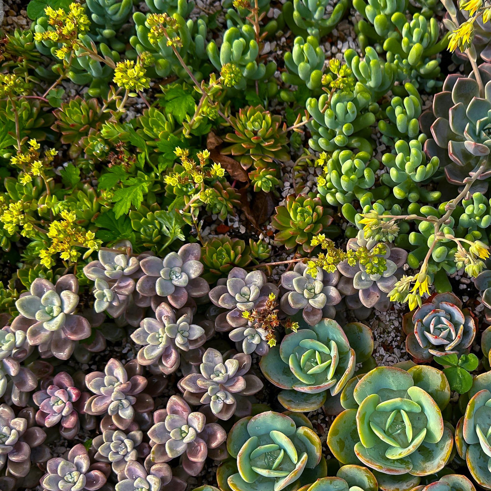 Bodendecker winterhart – Alpiner Mix – 8 Pflanzen – verschiedene Farben – pflegeleicht – 14 cm Topf, ca. 17 cm hoch - Green Guardia - Ihr Experte für Schädlinge und Pflanzen