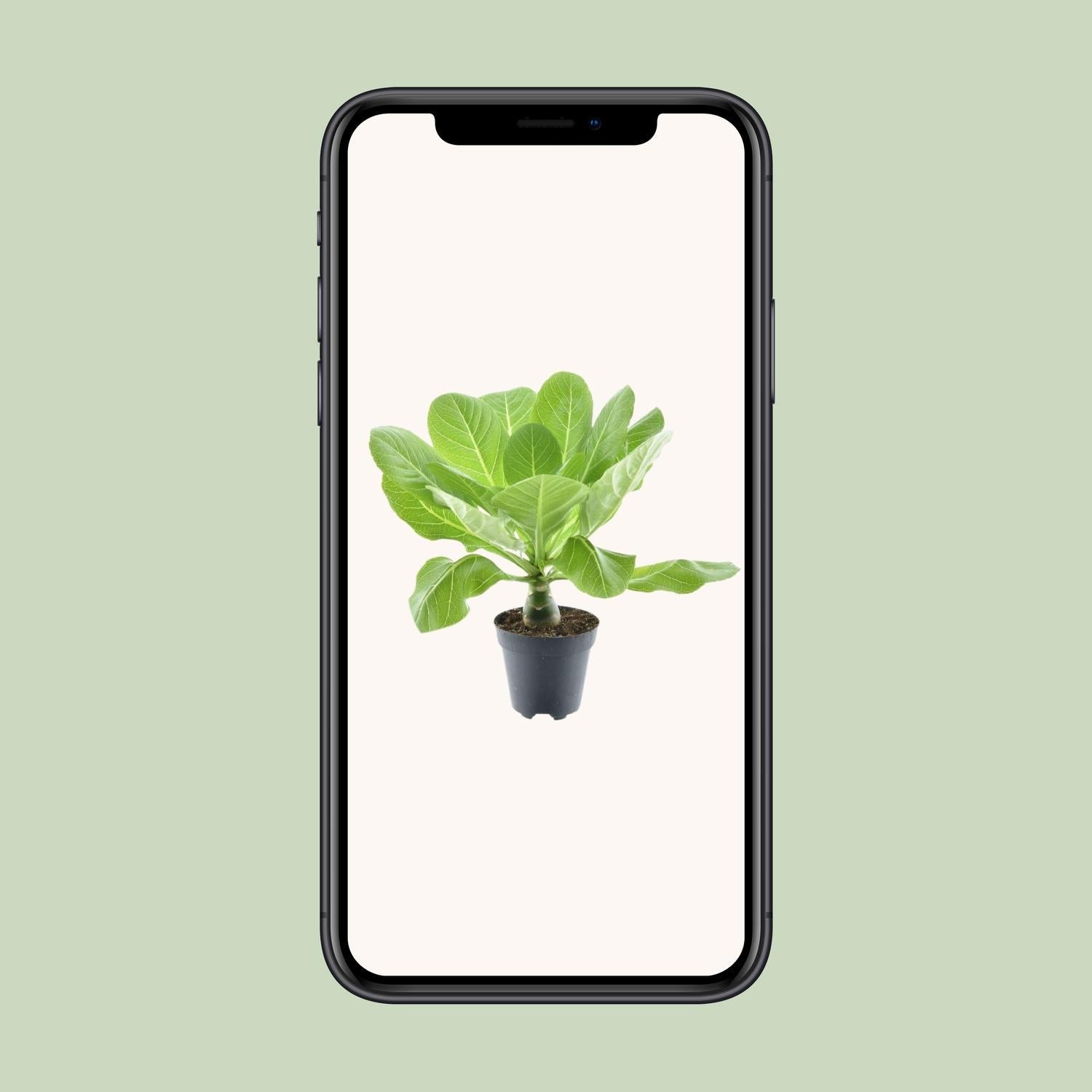 Brighamia insignis ‘Hawaii Palm’ – Hawaii - Palme – 12 cm Topf, 37 cm hoch - Green Guardia - Ihr Experte für Schädlinge und Pflanzen