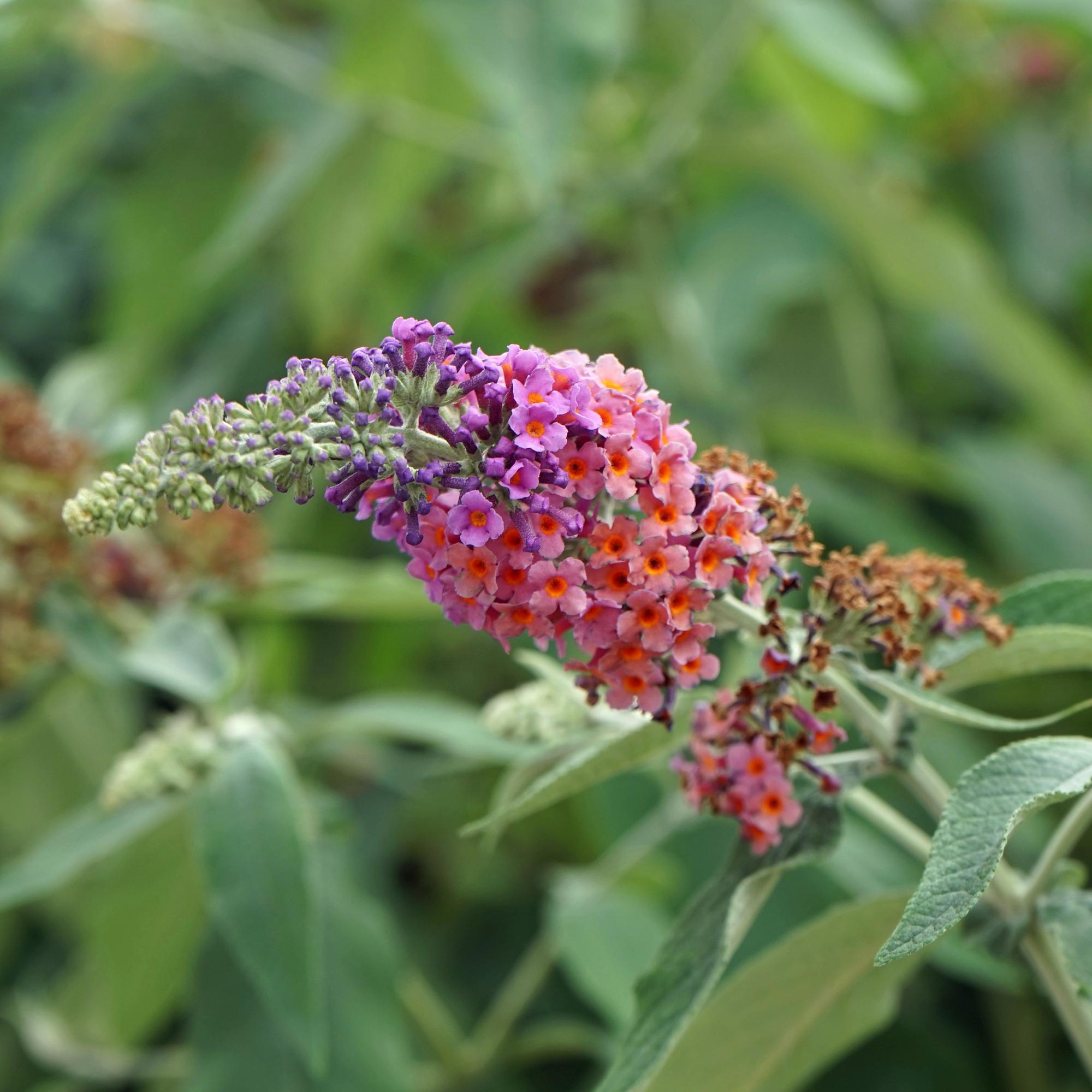 Buddleja davidii ‘Flower Power’ – laubabwerfender Schmetterlingsstrauch, 17 cm Topf, 30 cm Höhe - Green Guardia - Ihr Experte für Schädlinge und Pflanzen