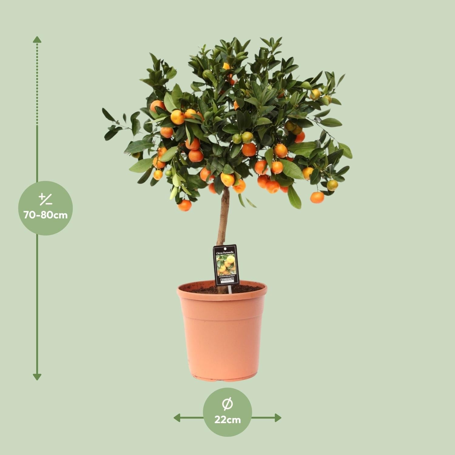 Calamondinorange (Citrus calamondin) – 40–80 cm - Green Guardia - Ihr Experte für Schädlinge und Pflanzen