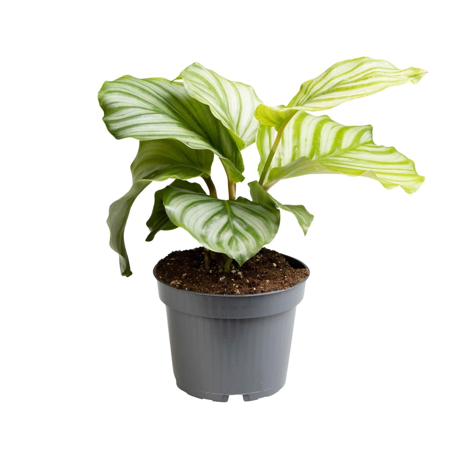 Calathea Orbifolia – Rundblatt - Korbmarante - 25 - 65cm - Green Guardia - Ihr Experte für Schädlinge und Pflanzen