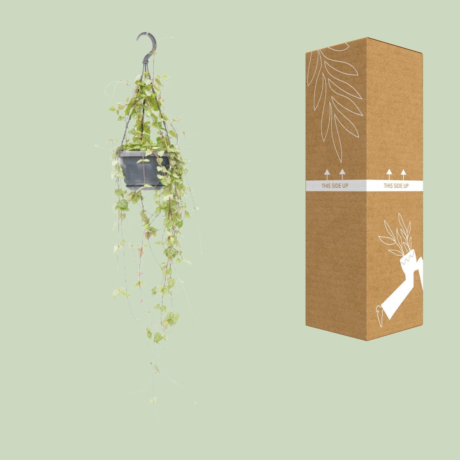 Ceropegia linearis ‘Iris’ – Leuchterblume – 14 cm Topf, 38 cm hoch - Green Guardia - Ihr Experte für Schädlinge und Pflanzen