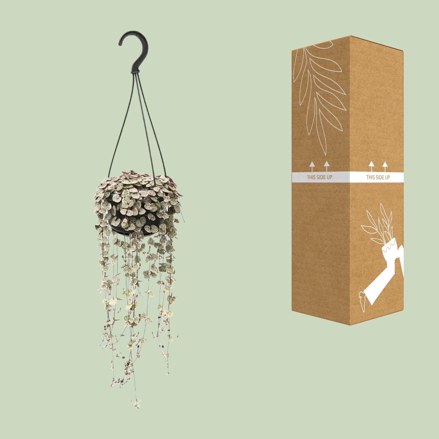 Ceropegia linearis subsp. woodii ‘Variegata’ – Leuchterblume – 14 cm Topf, 38 cm hoch - Green Guardia - Ihr Experte für Schädlinge und Pflanzen