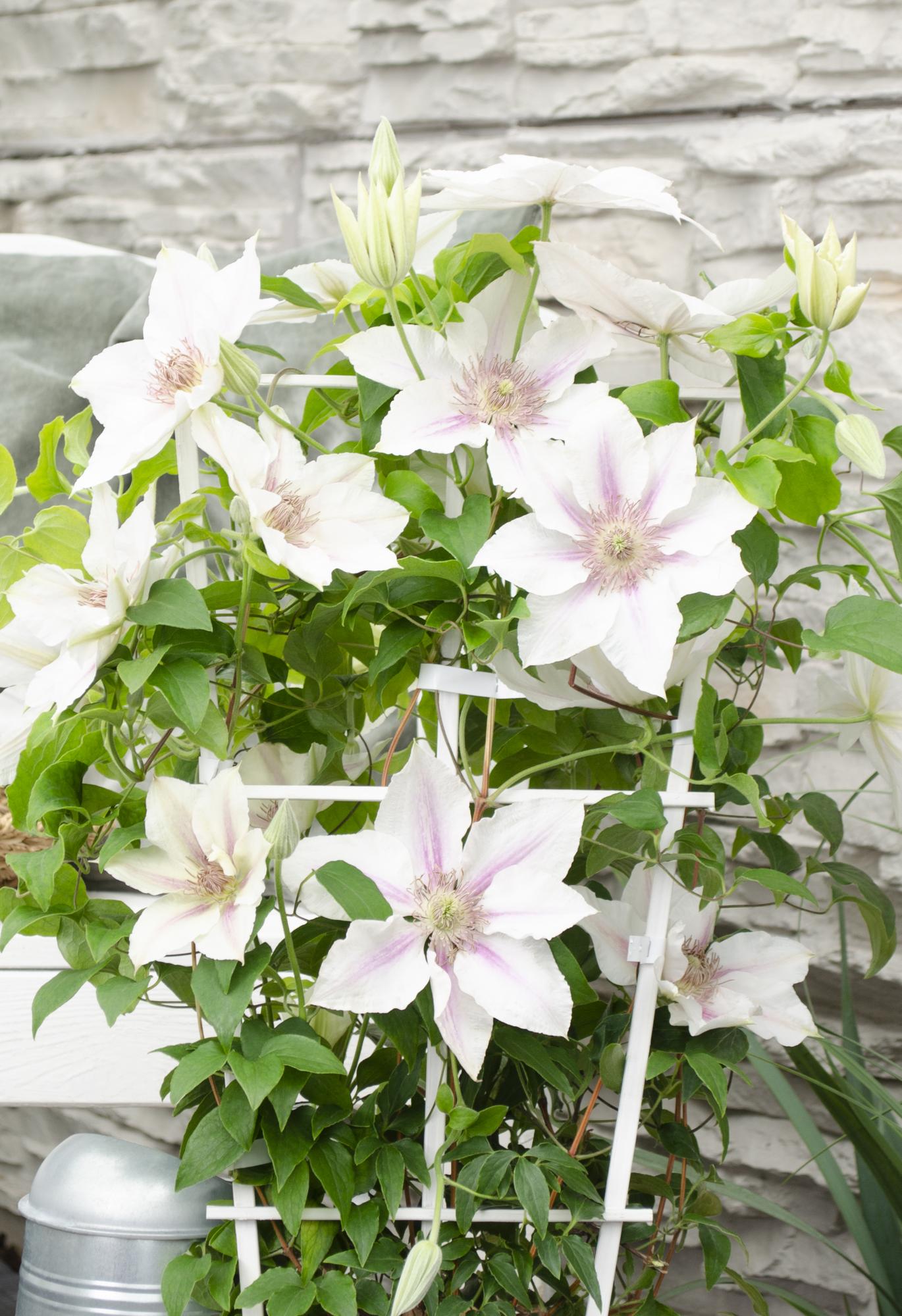 Clematis ‘Corinne’ – kompakte, weiß blühende Kletterpflanze, Ø15 cm, ↕65 cm - Green Guardia - Ihr Experte für Schädlinge und Pflanzen