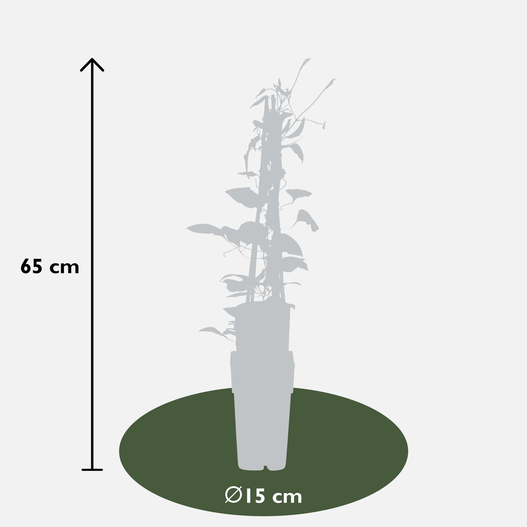 Clematis ‘Hagley Hybrid’ – großblütige Clematis in Rosa, 15 cm Topf, 65 cm hoch - Green Guardia - Ihr Experte für Schädlinge und Pflanzen