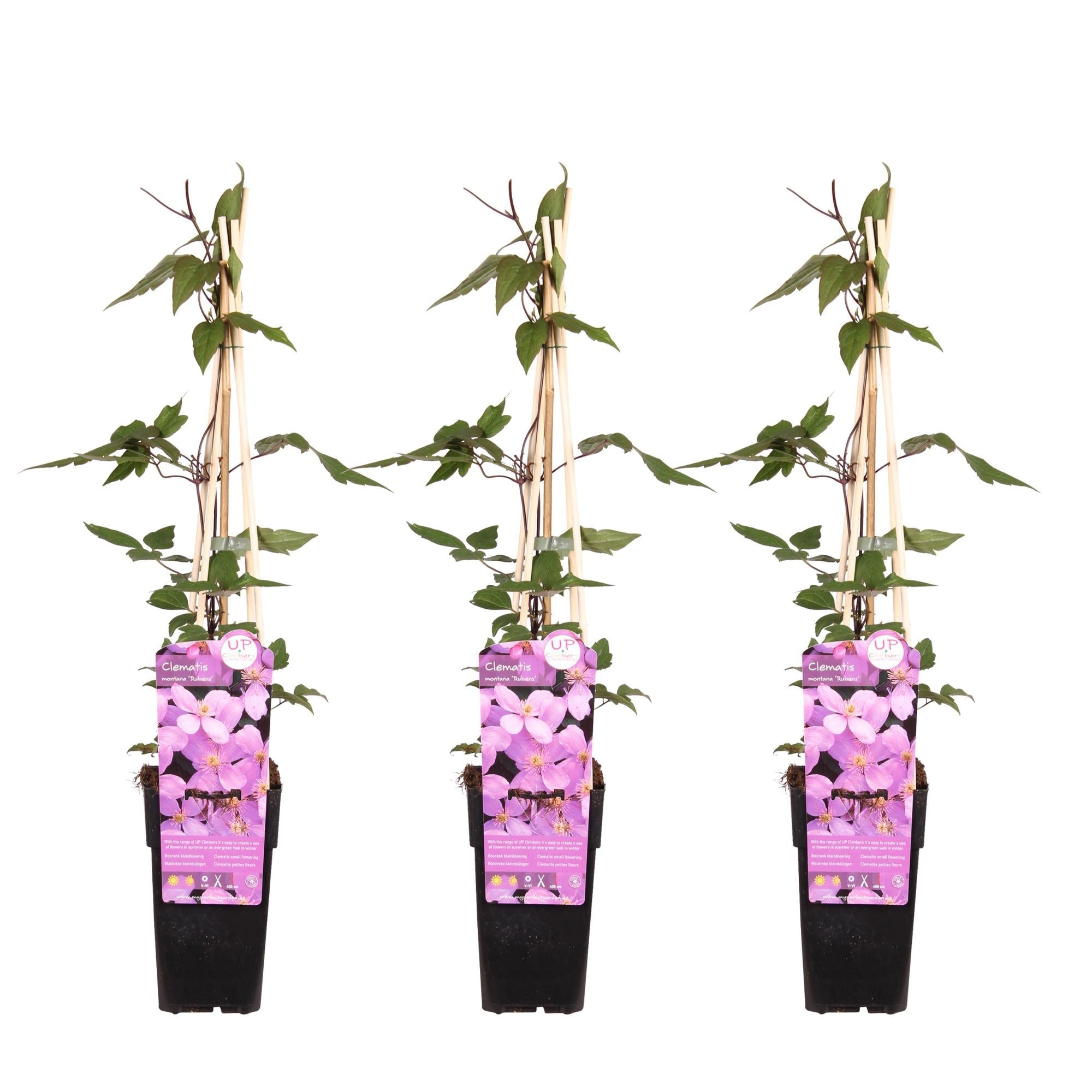 Clematis montana ‘var. rubens’ – robuste, frühblühende Kletterpflanze, 15 cm Topf, 65 cm hoch - Green Guardia - Ihr Experte für Schädlinge und Pflanzen