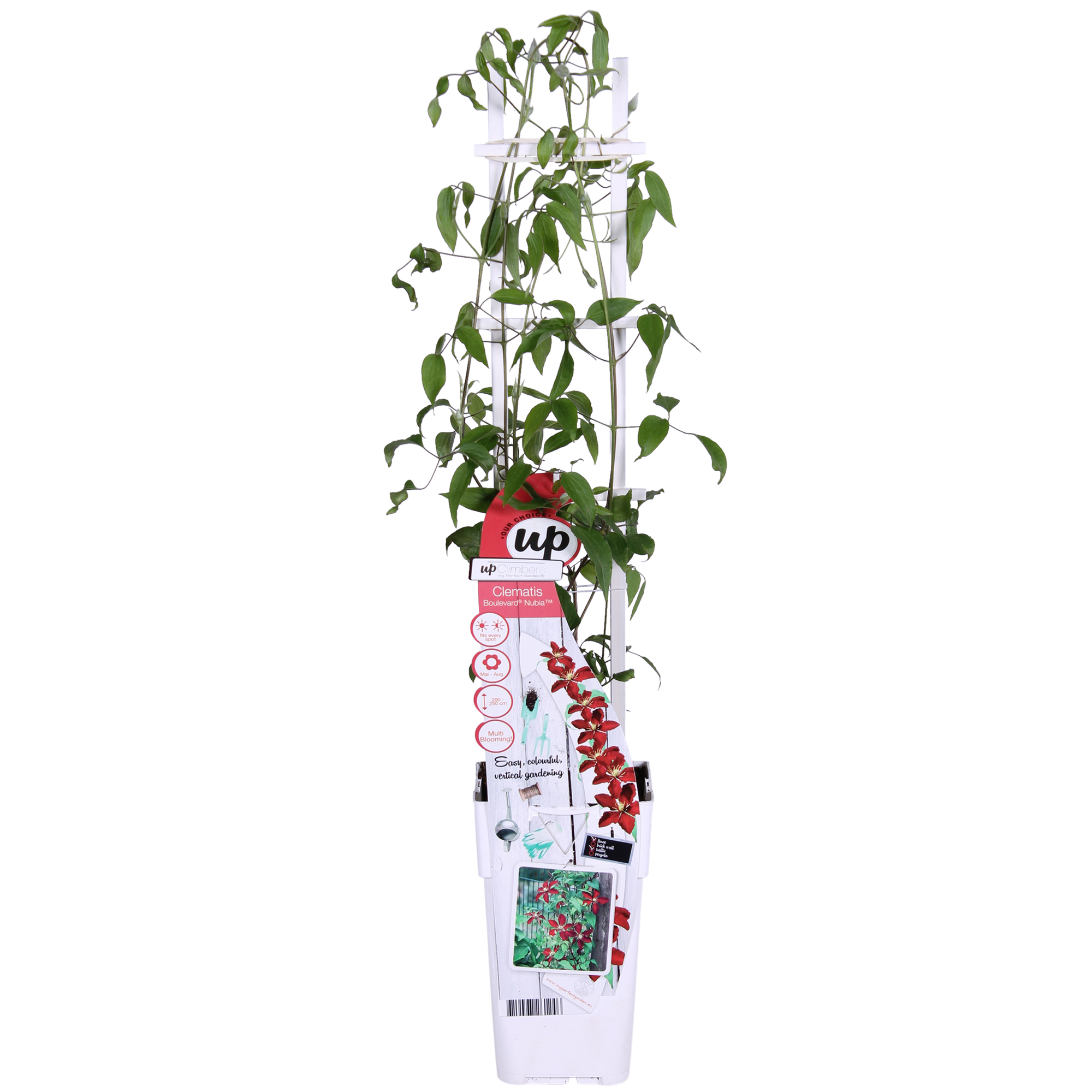 Clematis ‘Nubia’ (Evison - Serie) – rotblühende Clematis, Ø15 cm, 65 cm hoch - Green Guardia - Ihr Experte für Schädlinge und Pflanzen