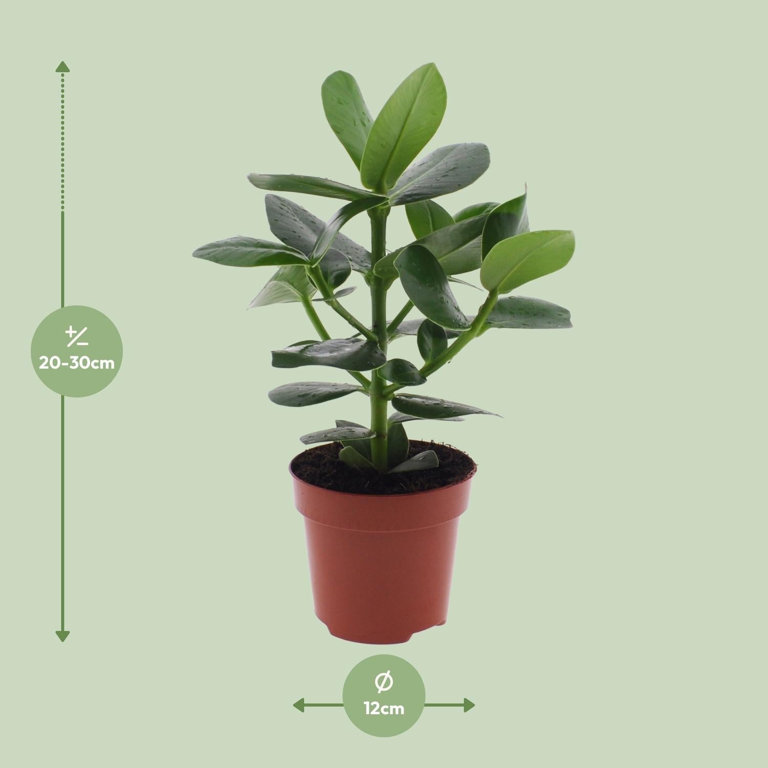 Clusia Rosea ‘Princess’ – Autogrammbaum - 15 - 60 cm - Green Guardia - Ihr Experte für Schädlinge und Pflanzen