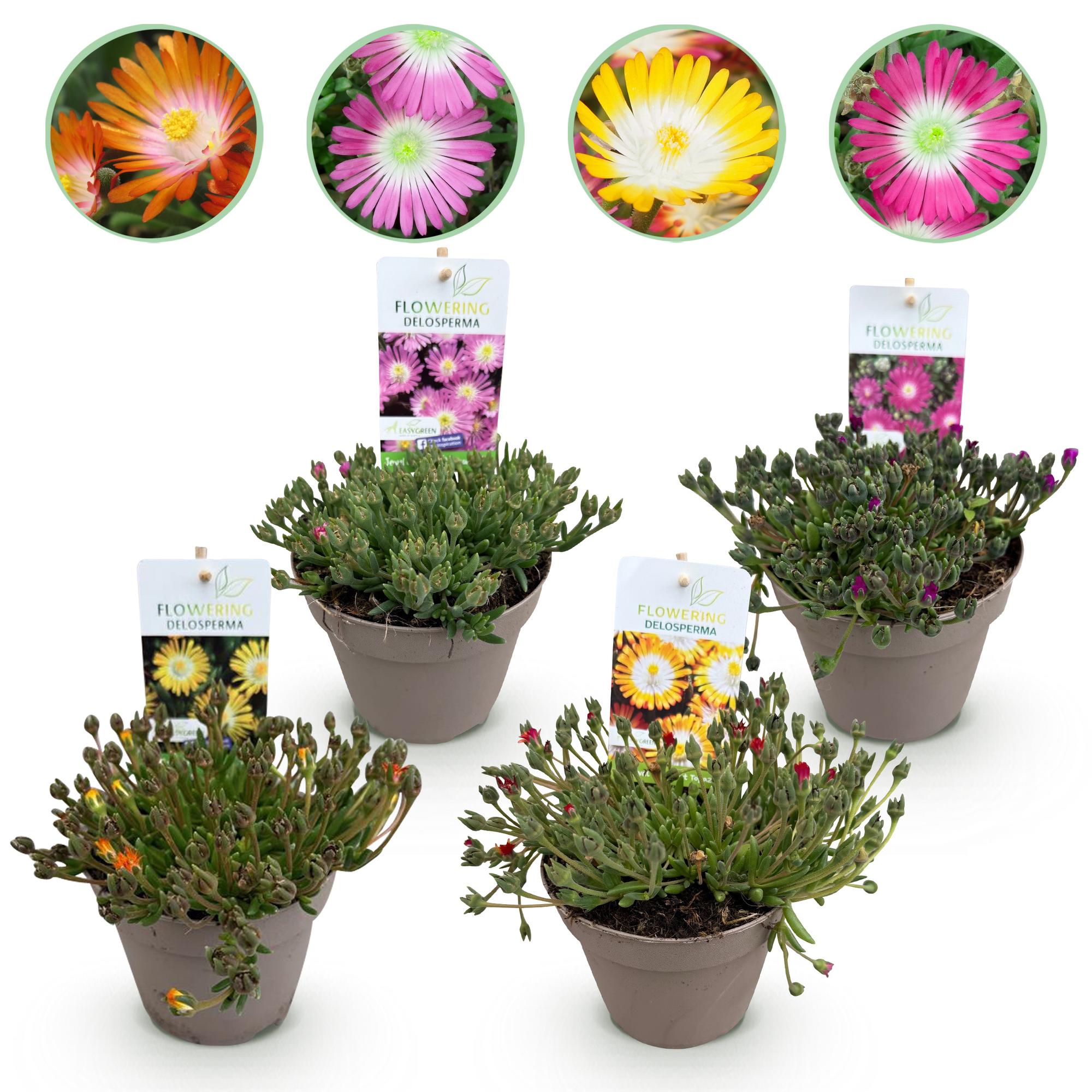 Delosperma ‘Jewel of Dessert’ – Bodendecker – winterhart & pflegeleicht – rot - orange - lila - rosa – 4 Pflanzen – 14 cm Topf, ca. 17 cm hoch - Green Guardia - Ihr Experte für Schädlinge und Pflanzen