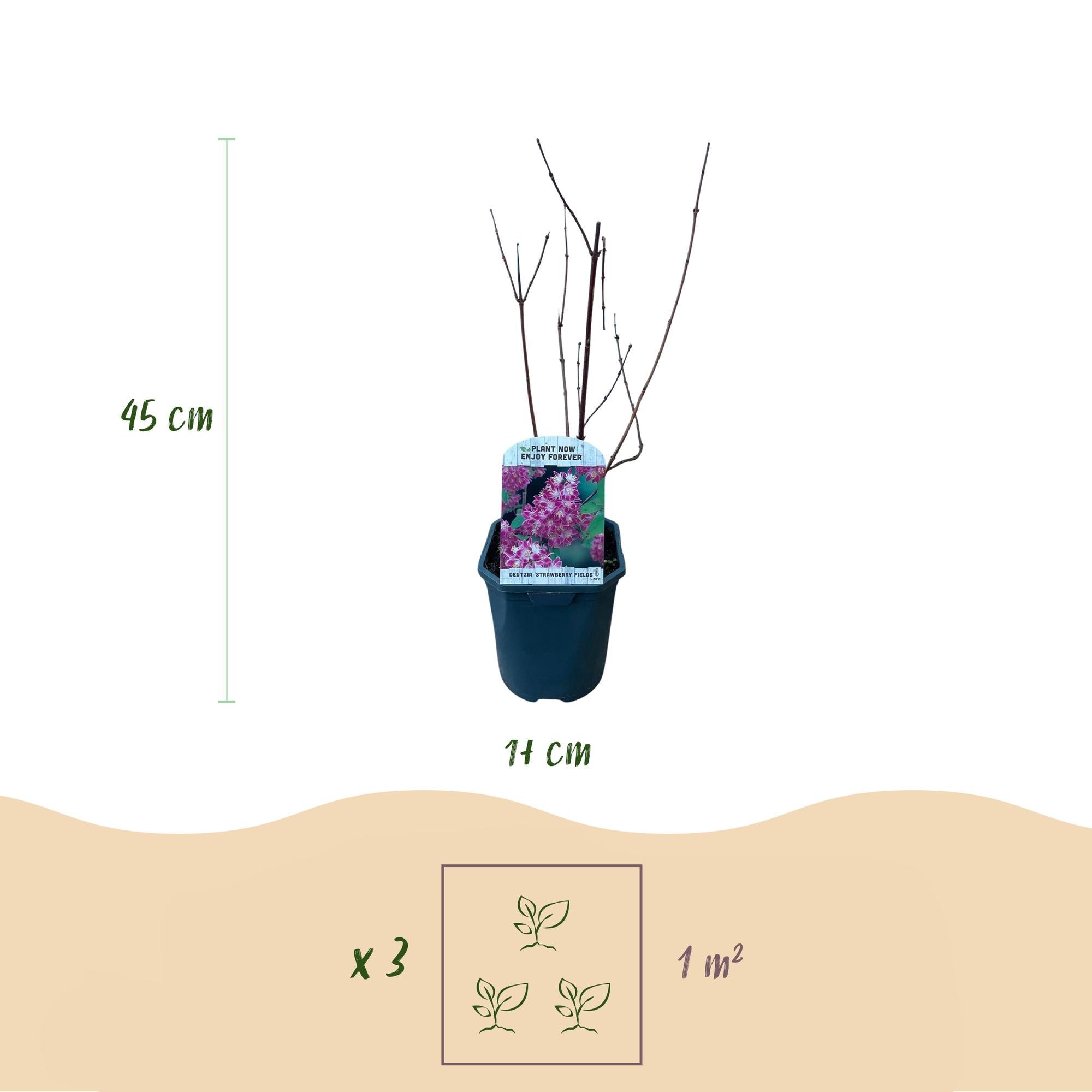 Deutzia ‘Strawberry Fields’ – Zierstrauch mit rosa Blüten, 17 cm Topf, 45 cm Höhe - Green Guardia - Ihr Experte für Schädlinge und Pflanzen