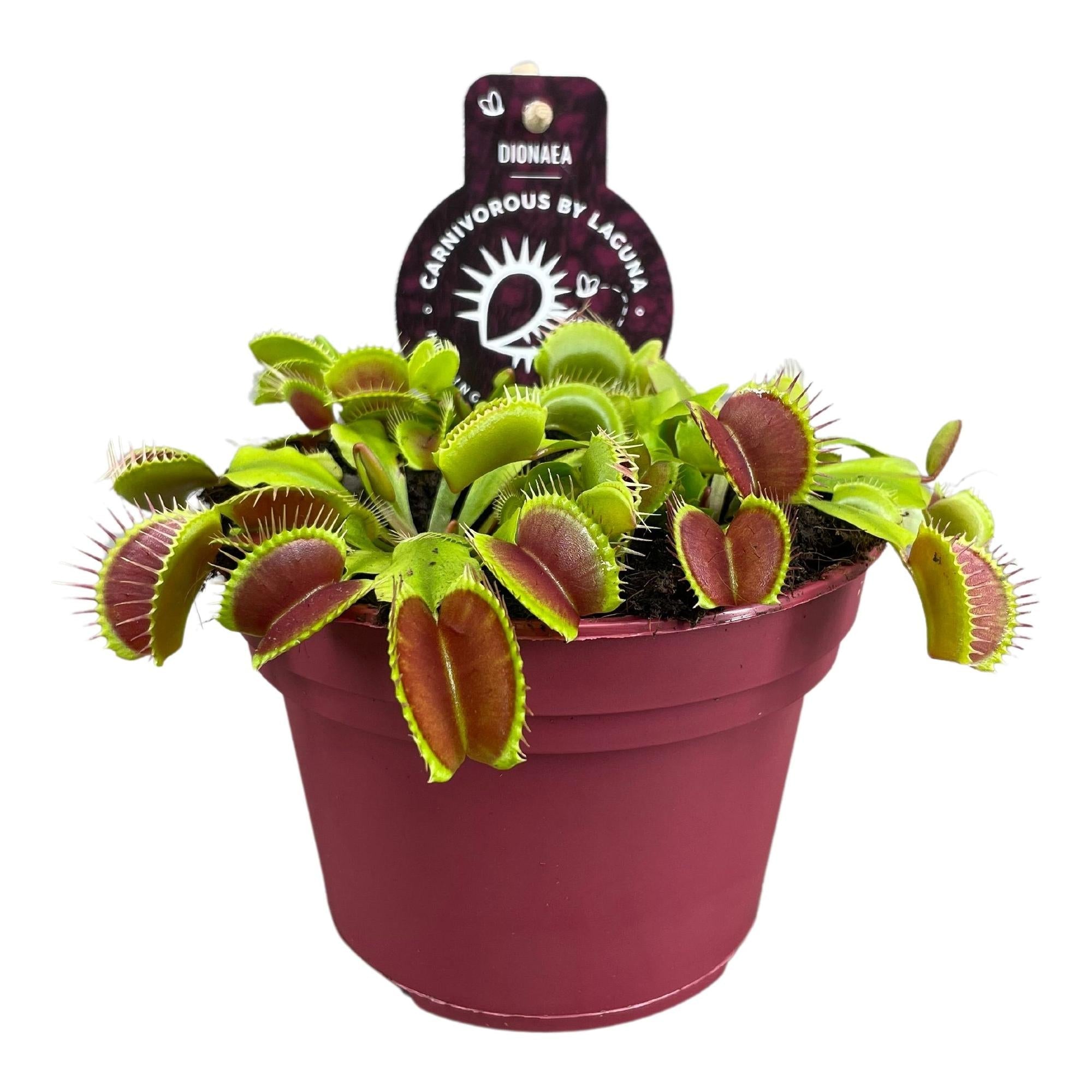 Dionaea muscipula – Venusfliegenfalle – 12 cm Topf, 12 cm hoch - Green Guardia - Ihr Experte für Schädlinge und Pflanzen