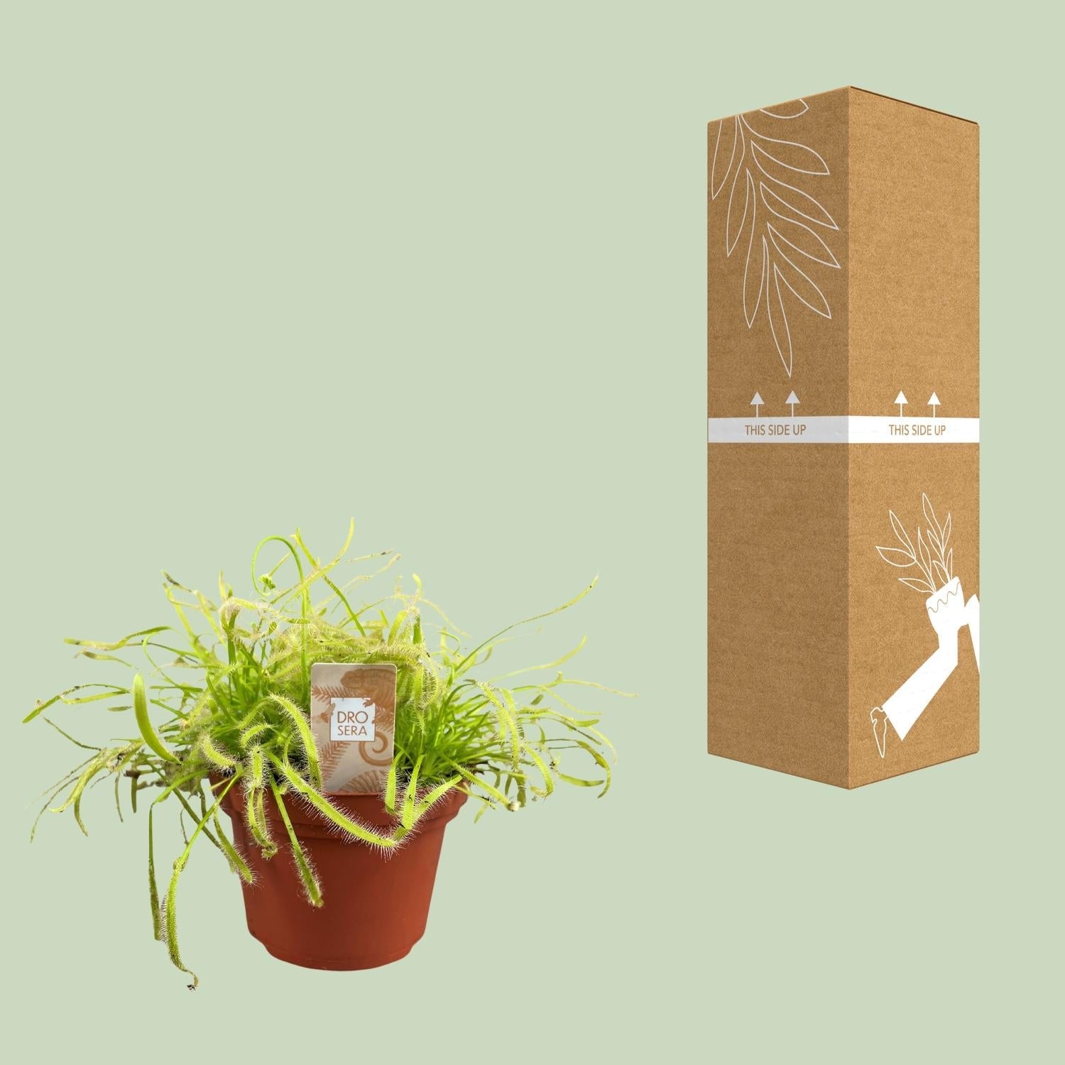 Drosera capensis – Sonnentau – 12 cm Topf, 17 cm hoch - Green Guardia - Ihr Experte für Schädlinge und Pflanzen