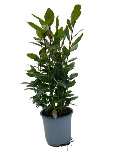 Echter Lorbeer (Laurus nobilis) – 35–130 cm - Green Guardia - Ihr Experte für Schädlinge und Pflanzen