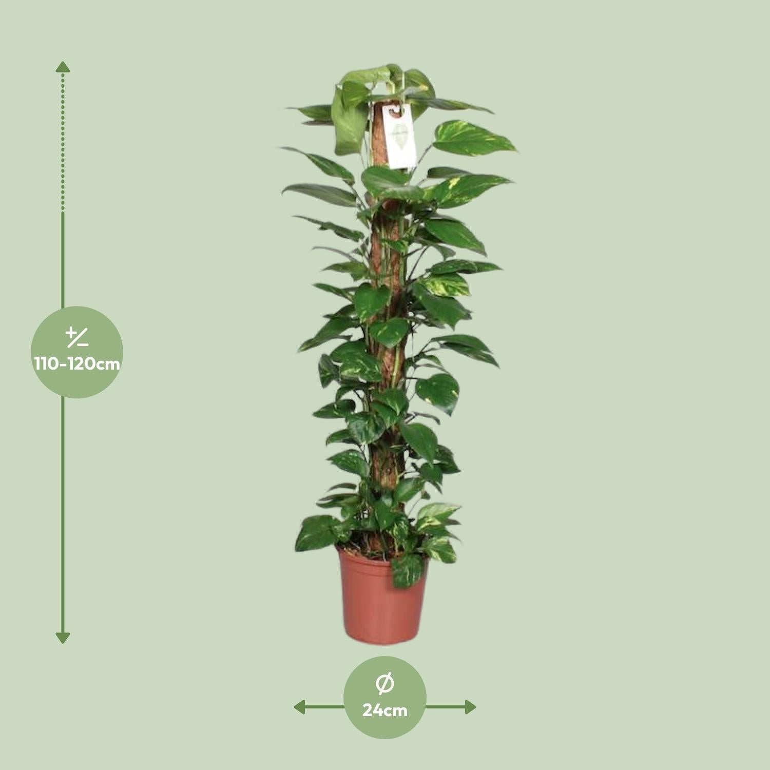 Epipremnum Pinnatum – Efeutute am Moosstab - 60 - 120 cm - Green Guardia - Ihr Experte für Schädlinge und Pflanzen