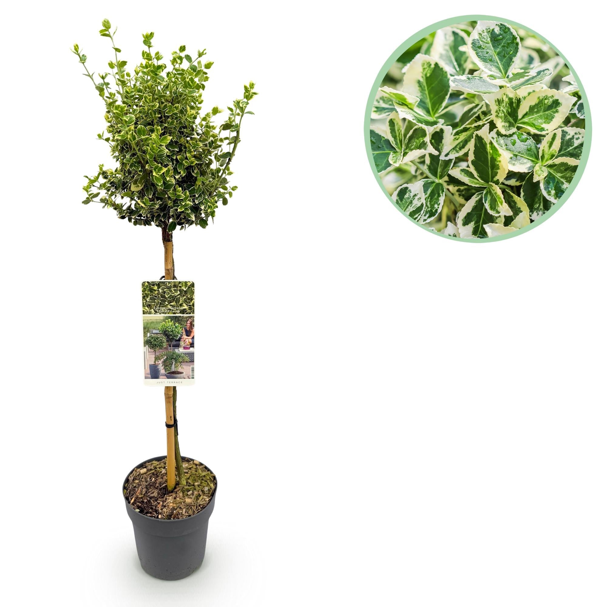 Euonymus fortunei ‚Emerald Gaiety‘ – Terrassenpflanze – immergrün & winterhart – grün - graues Blatt – 19 cm Topf, ca. 90 cm hoch - Green Guardia - Ihr Experte für Schädlinge und Pflanzen