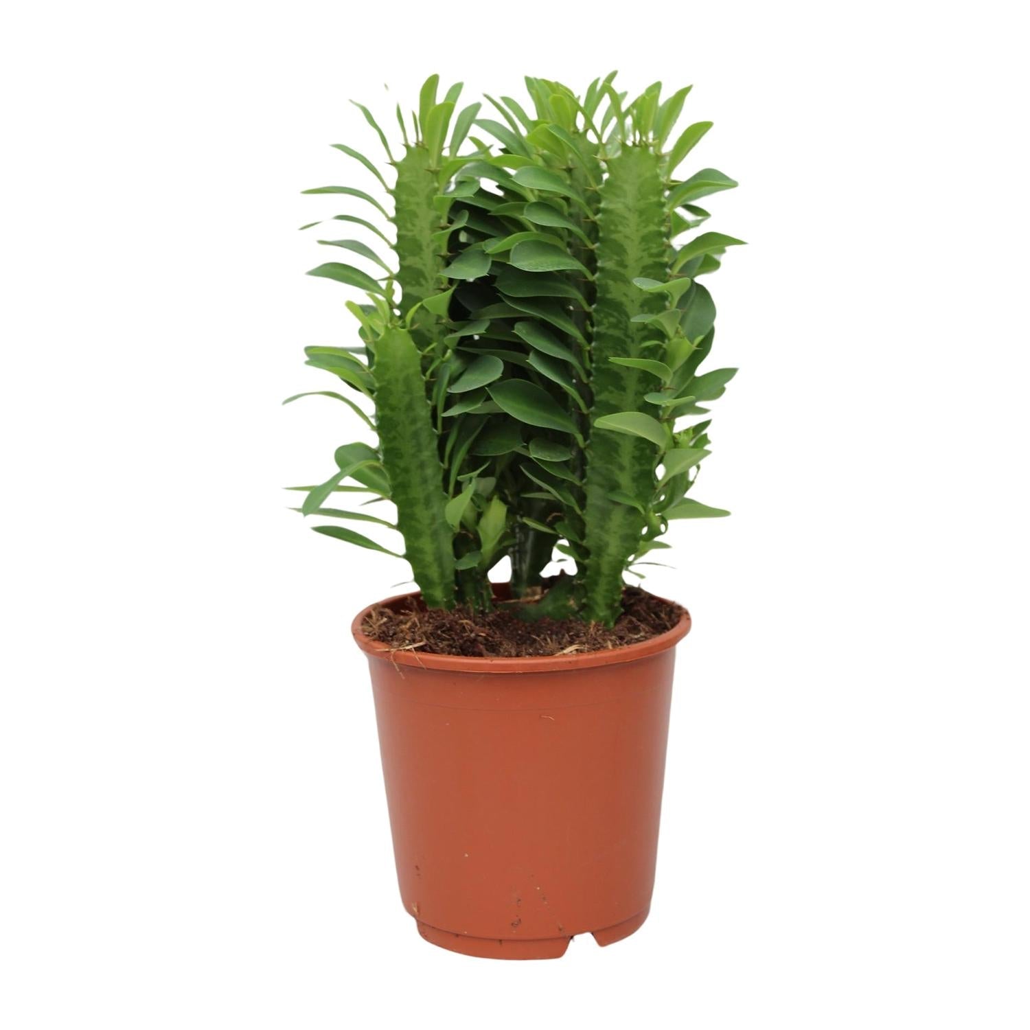 Euphorbia Trigona – Afrikanischer Milchbaum - 40 - 70 cm - Green Guardia - Ihr Experte für Schädlinge und Pflanzen