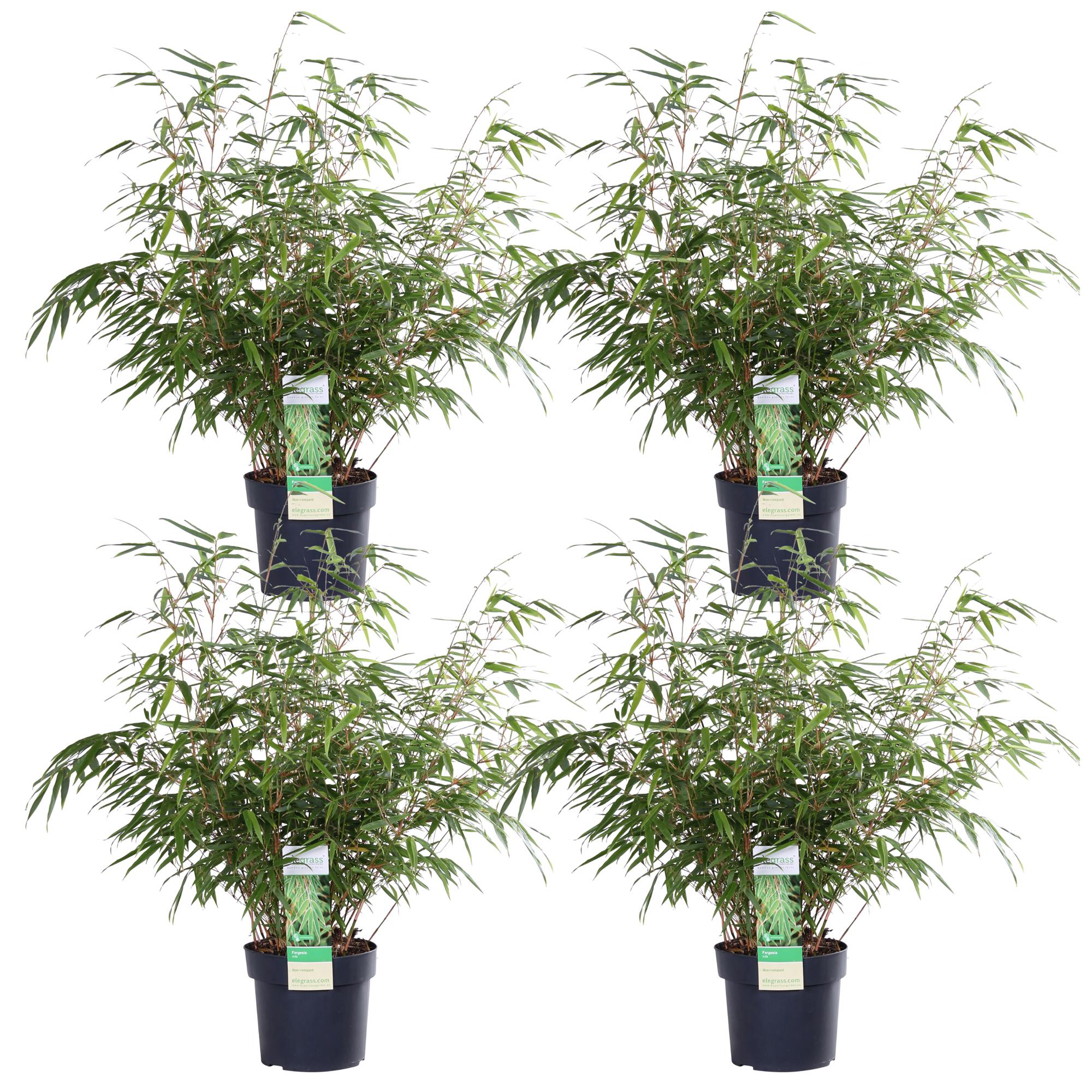 Fargesia rufa – horstbildender Gartenbambus in verschiedenen Höhen - Green Guardia - Ihr Experte für Schädlinge und Pflanzen