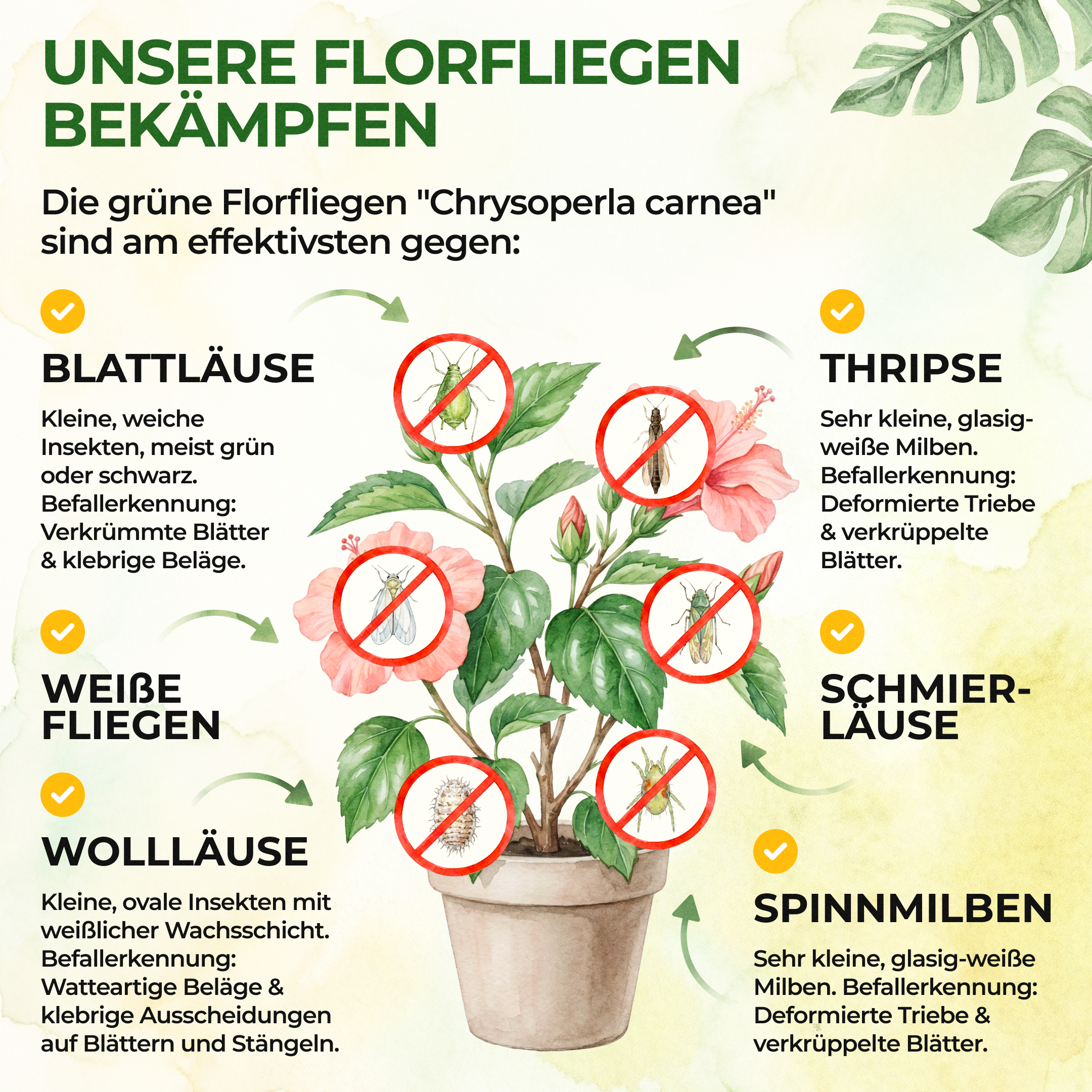 Florfliegeneier gegen Blattläuse, Thripse, Spinnmilben und Co.