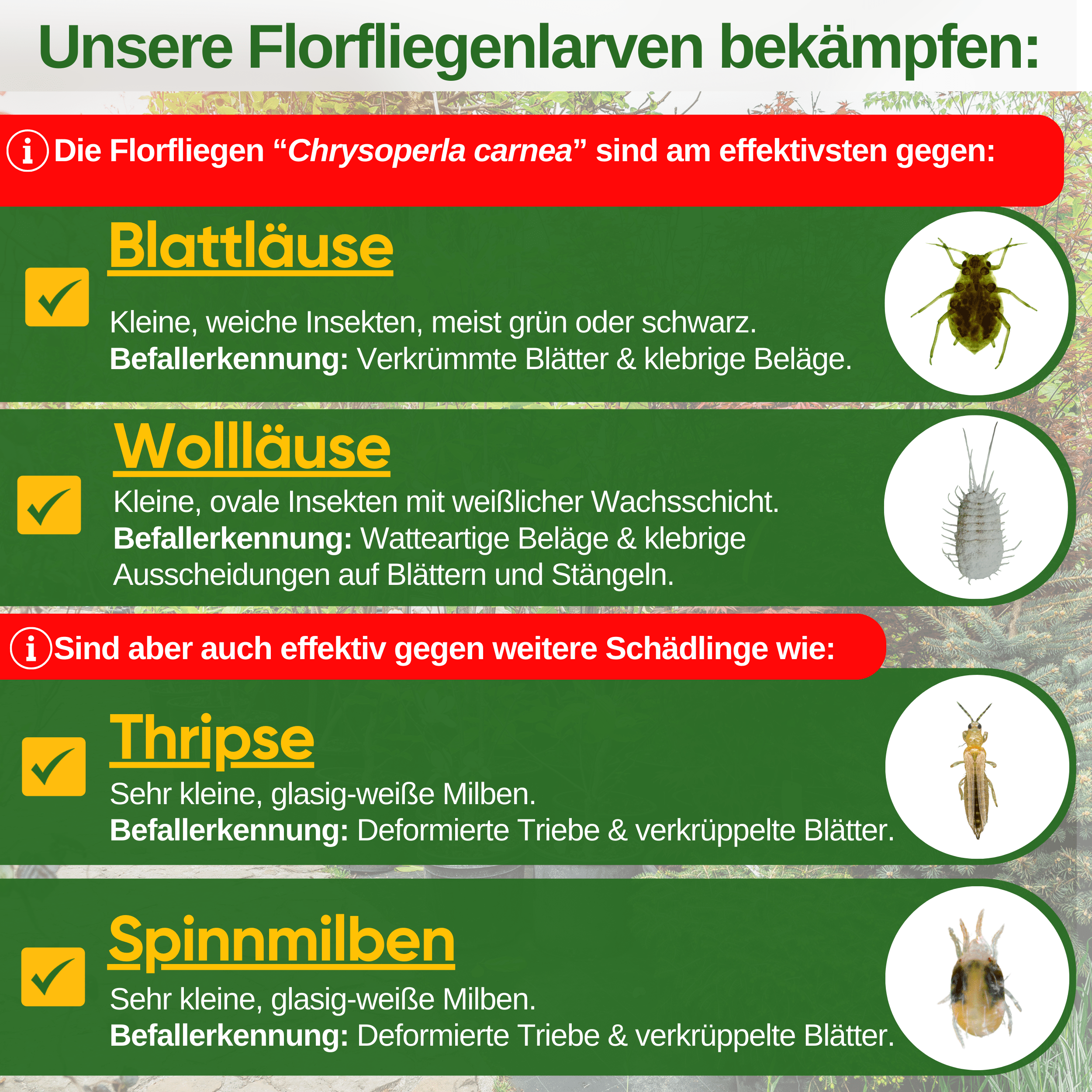 Florfliegenlarven - Eier gegen Blattläuse, Wollläuse zum Aufhängen - Green Guardia - Ihr Experte für Schädlinge und Pflanzen